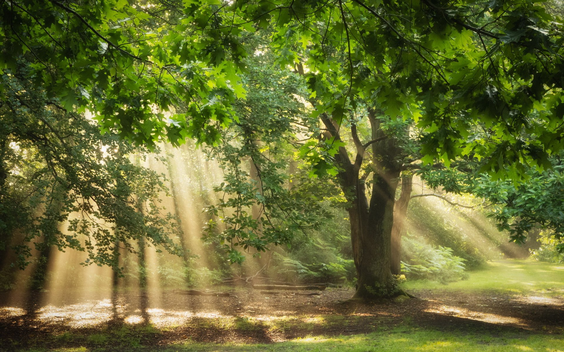 drewno las światło natura