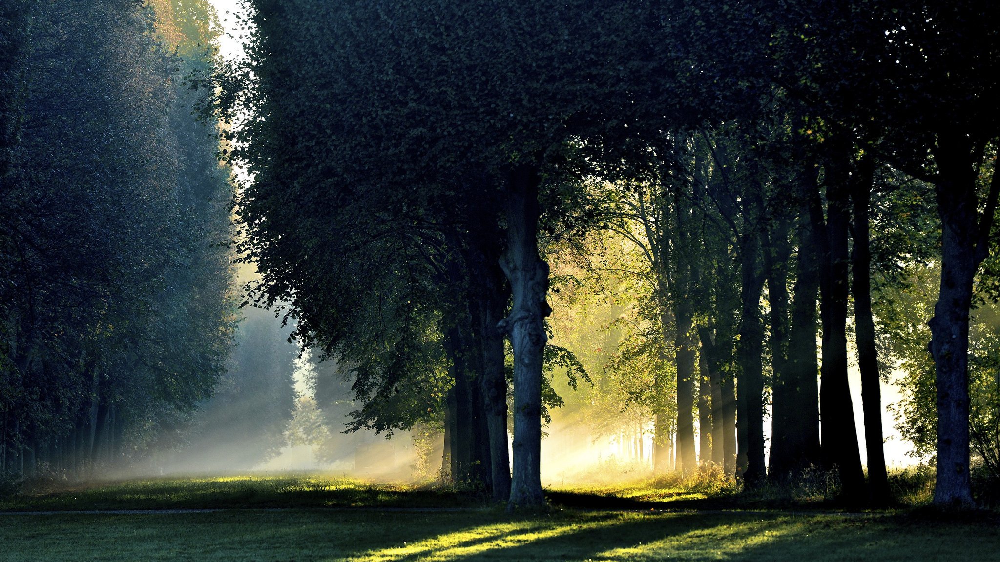 forest morning light fog autumn october