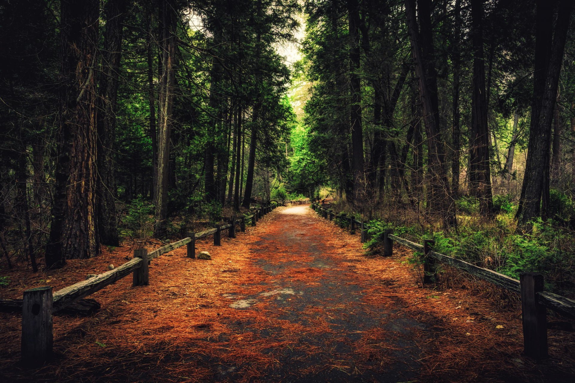 kalifornien yosemite national park yosemite national park wald gehweg weg bäume natur