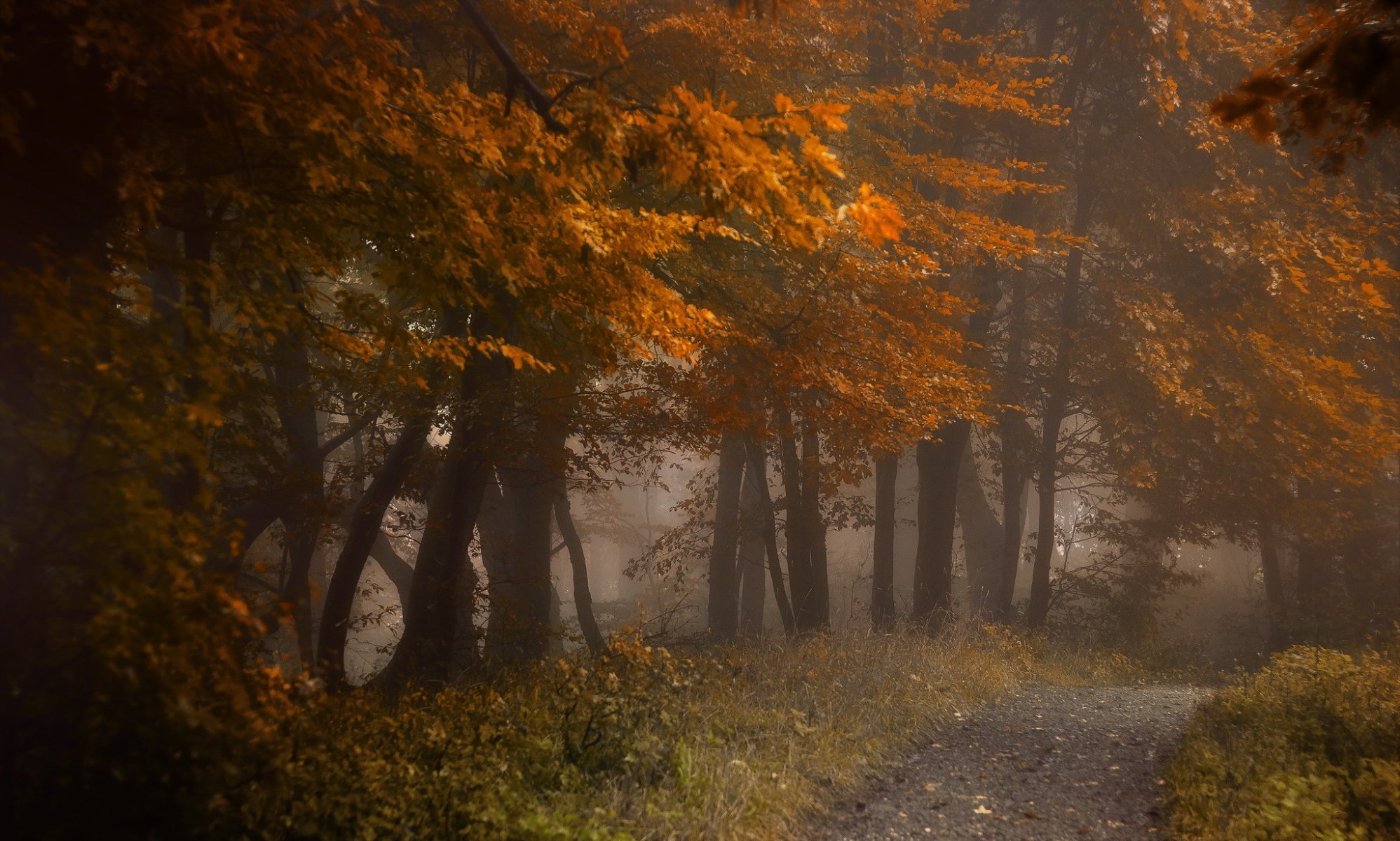 forest road autumn nature