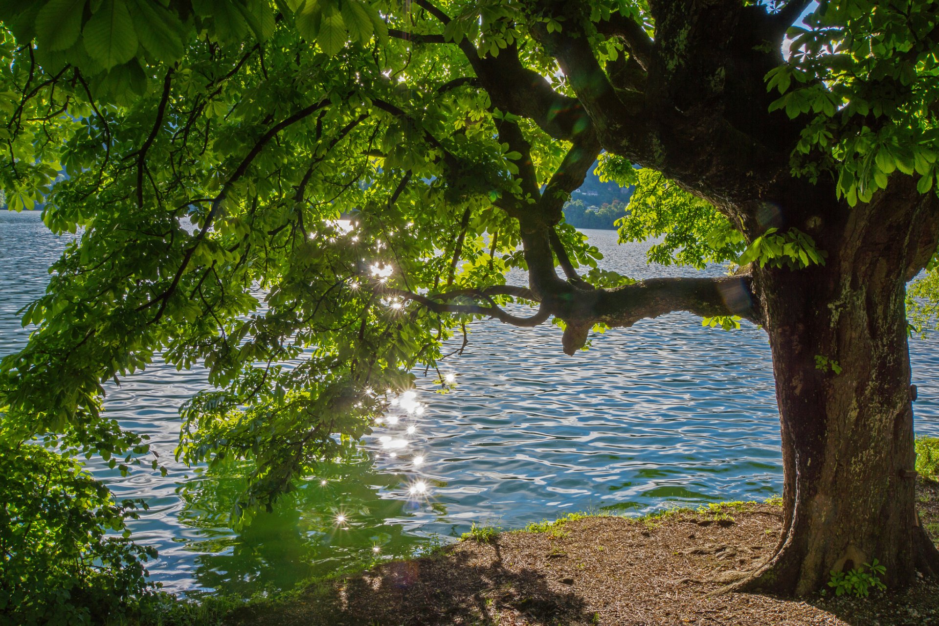 arbre rivière éblouissement été