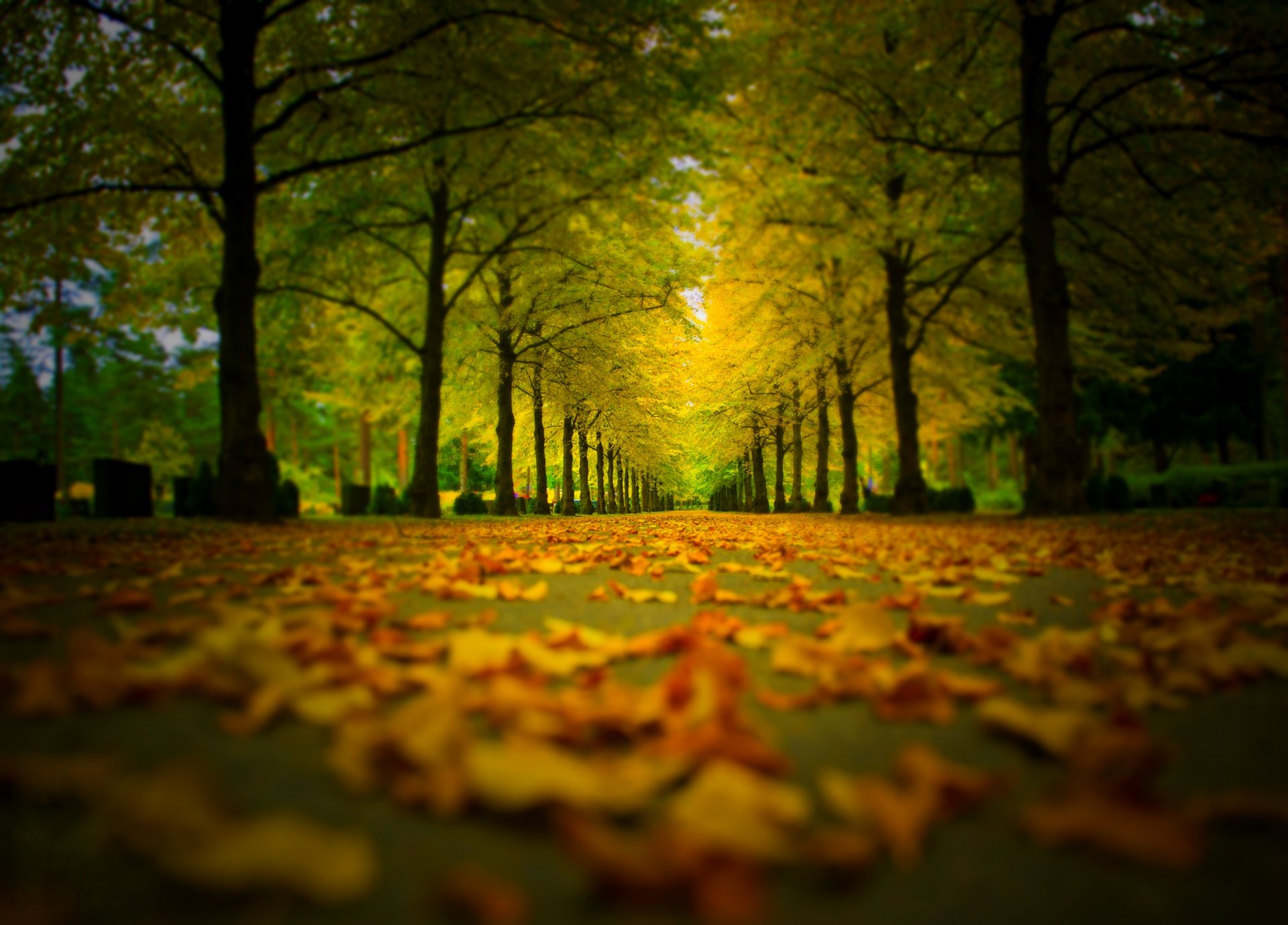 nature forêt parc arbres feuilles coloré route automne automne couleurs promenade