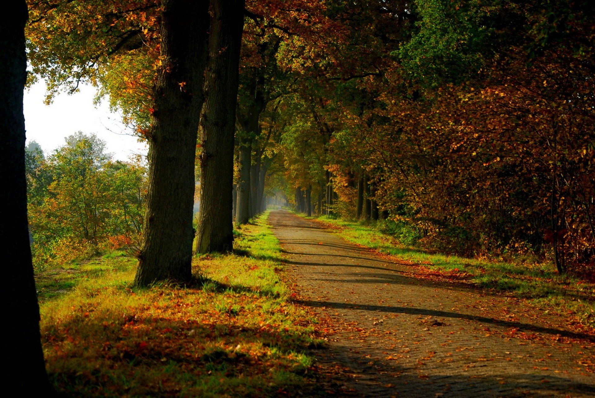 naturaleza bosque parque árboles hojas colorido camino otoño caída colores paseo