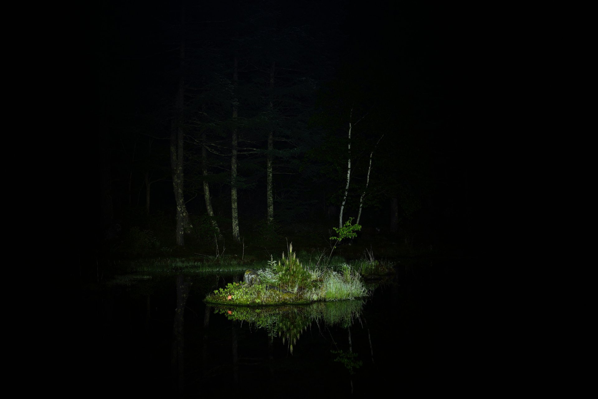 nuit forêt arbres lac îlot herbe éclairage réflexion