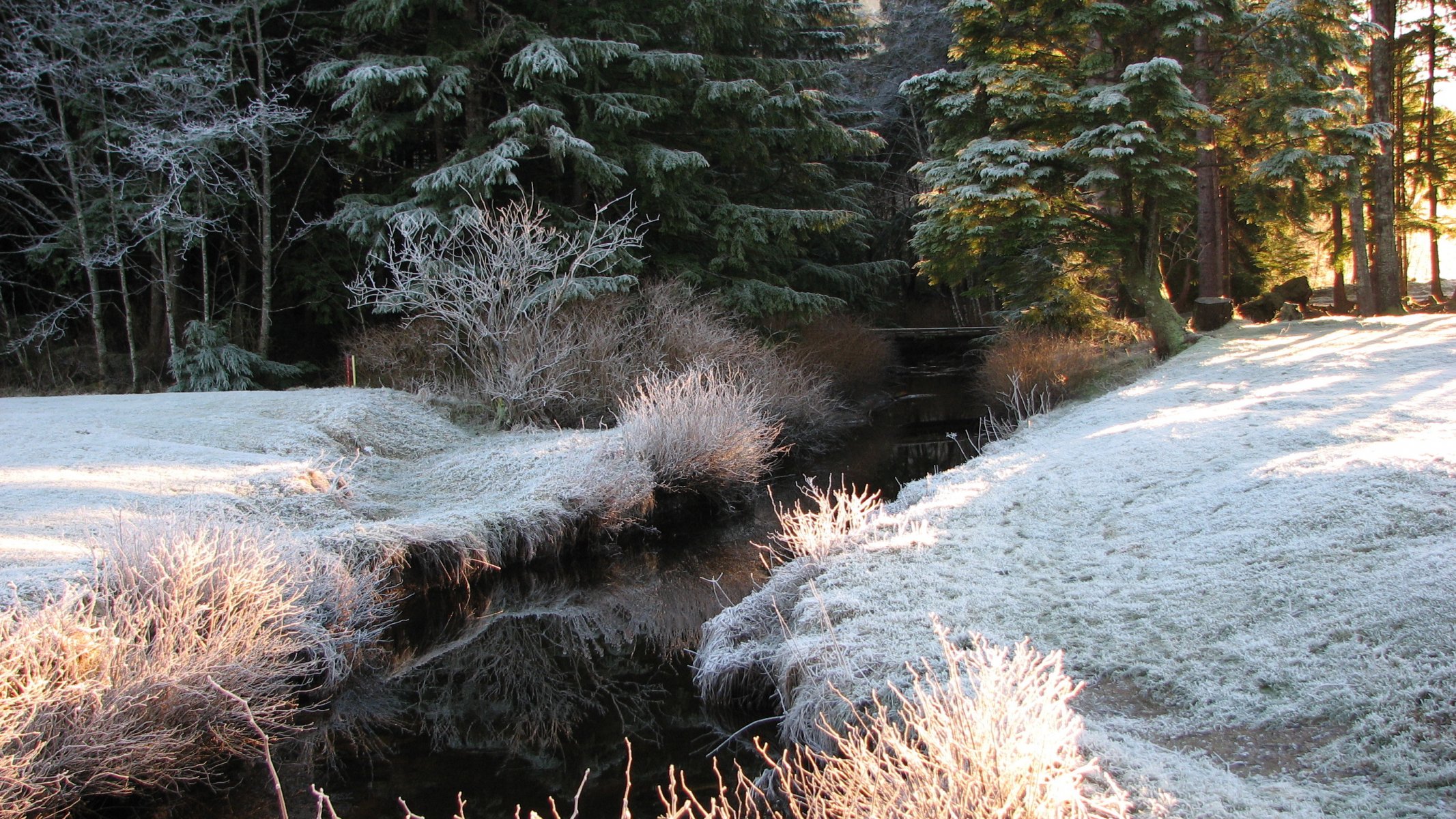 forêt ruisseau hiver givre lumière sapin arbres