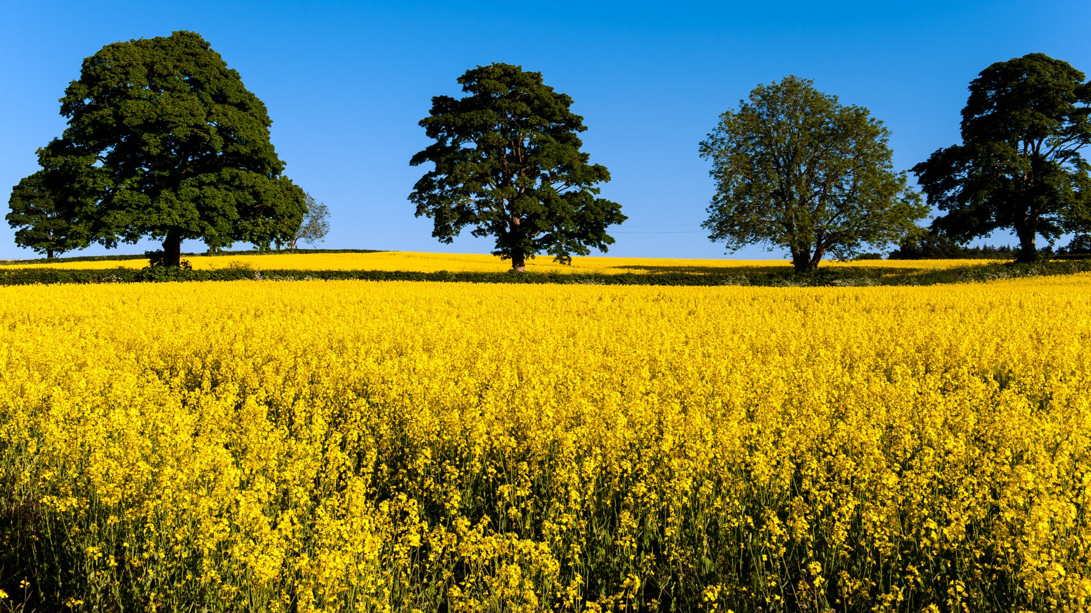 champ jaune arbres couronne fleurs