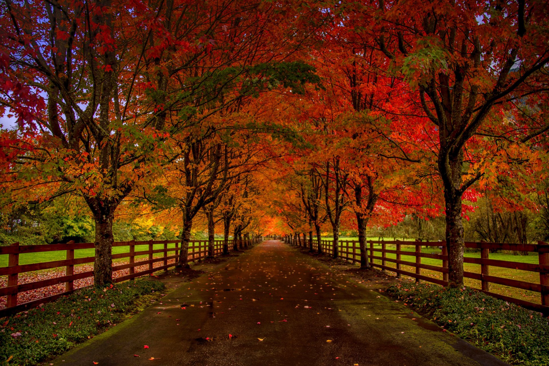 naturaleza bosque parque árboles hojas colorido camino otoño caída colores paseo