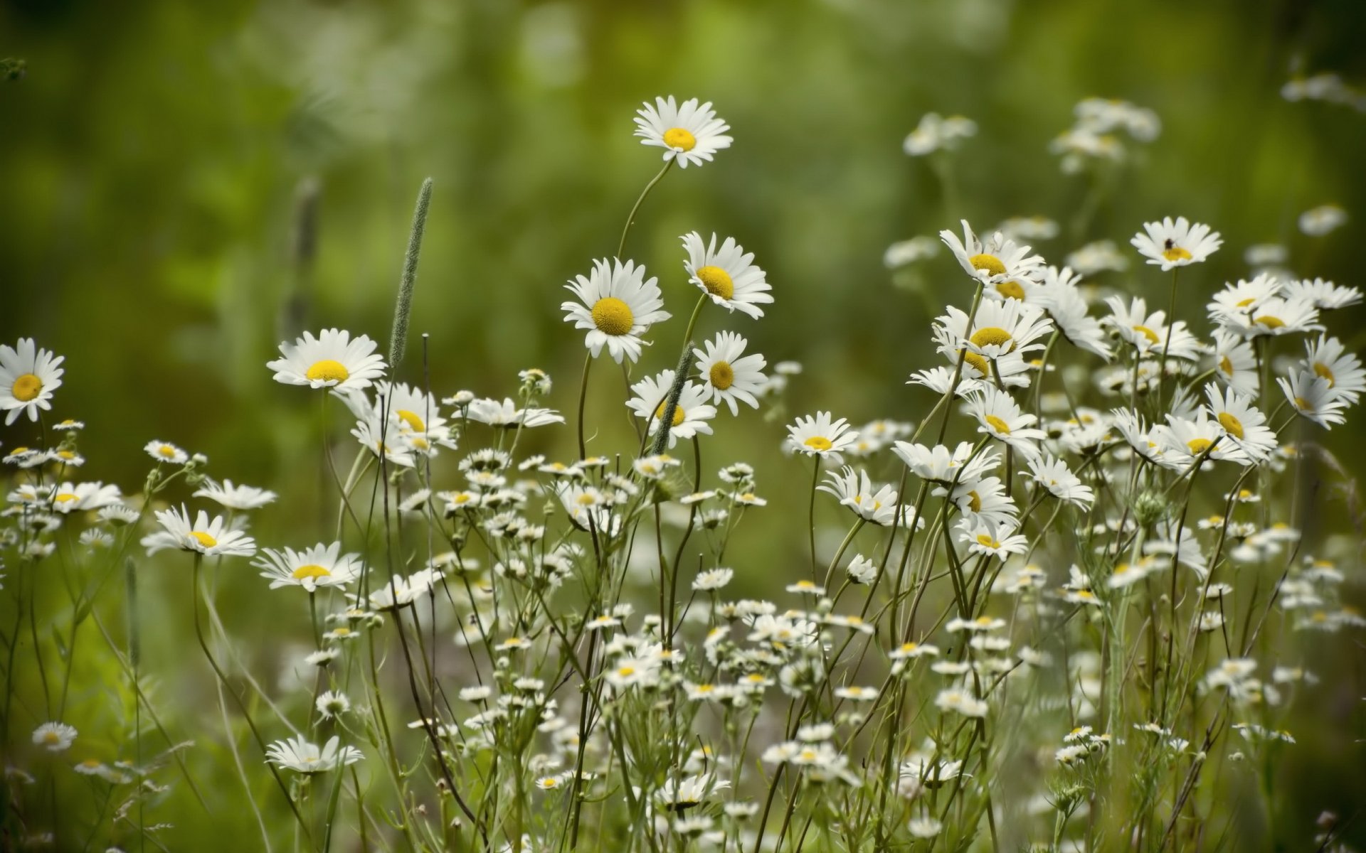 chamomile summer nature