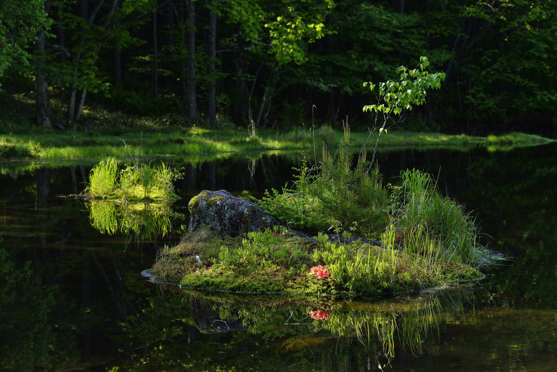 wald see insel baum gras blumen reflexion