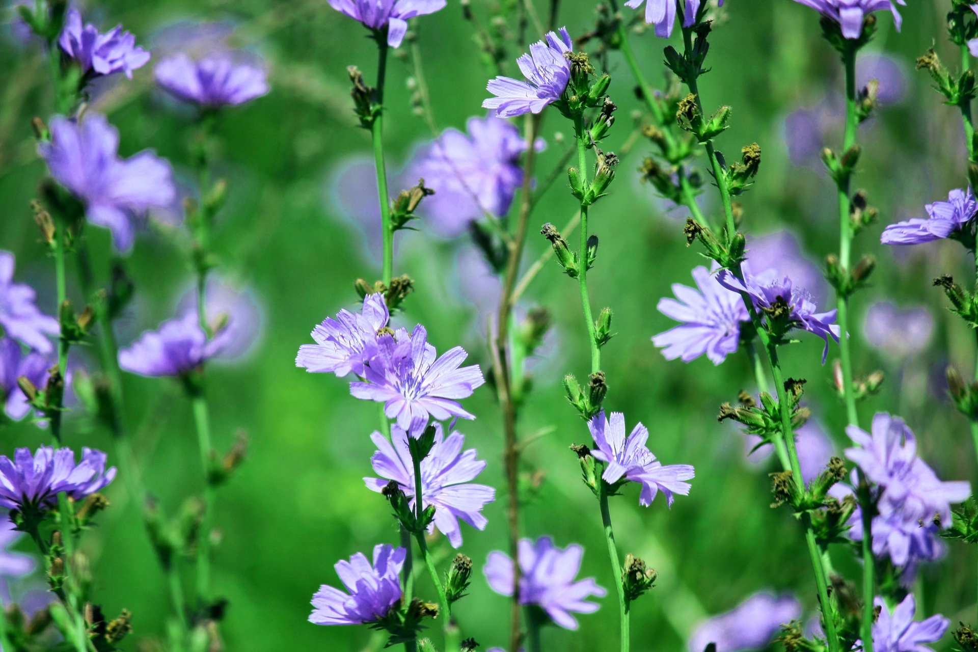 fleurs chicorée été