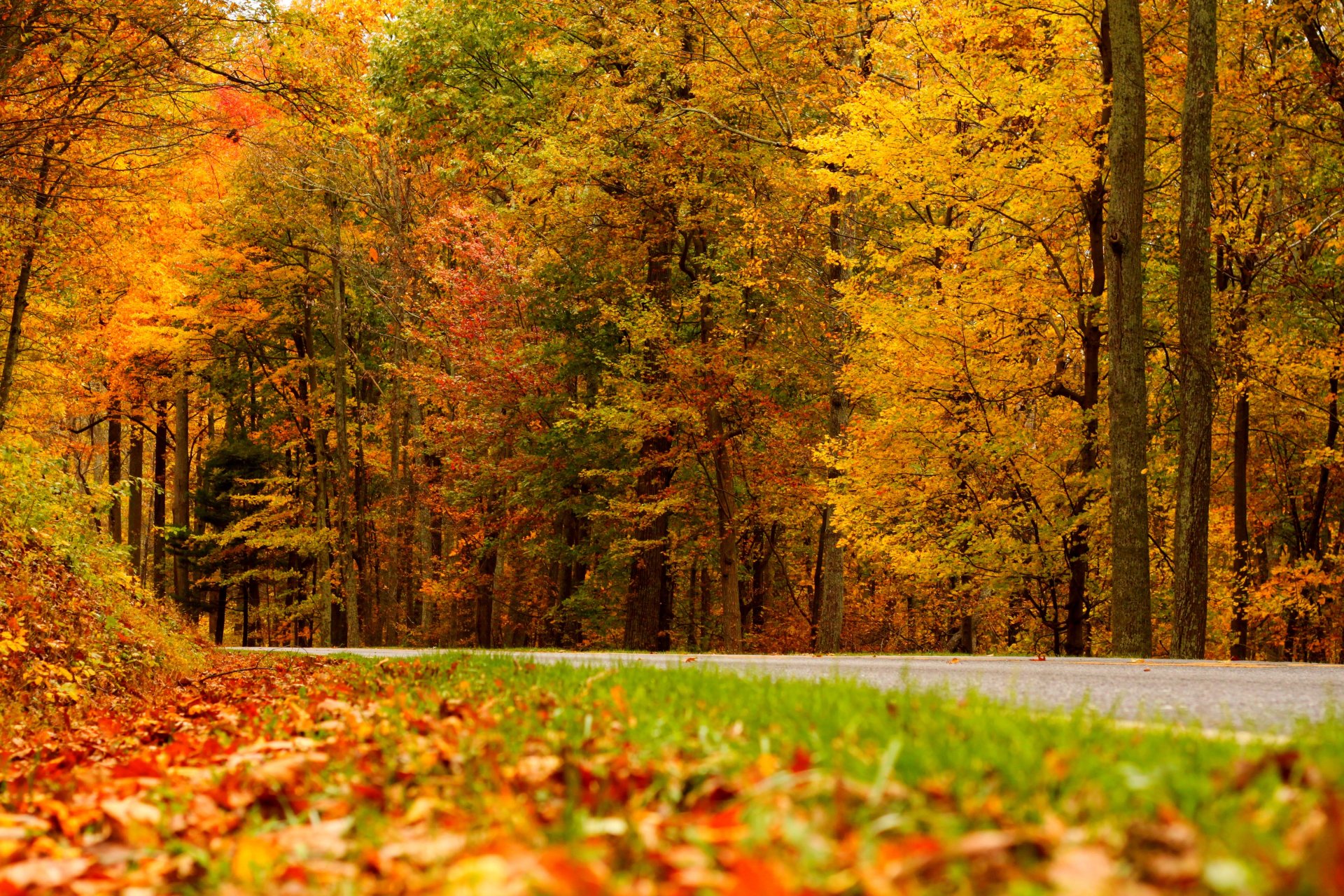 natur bäume blätter bunt straße herbst herbst farben zu fuß