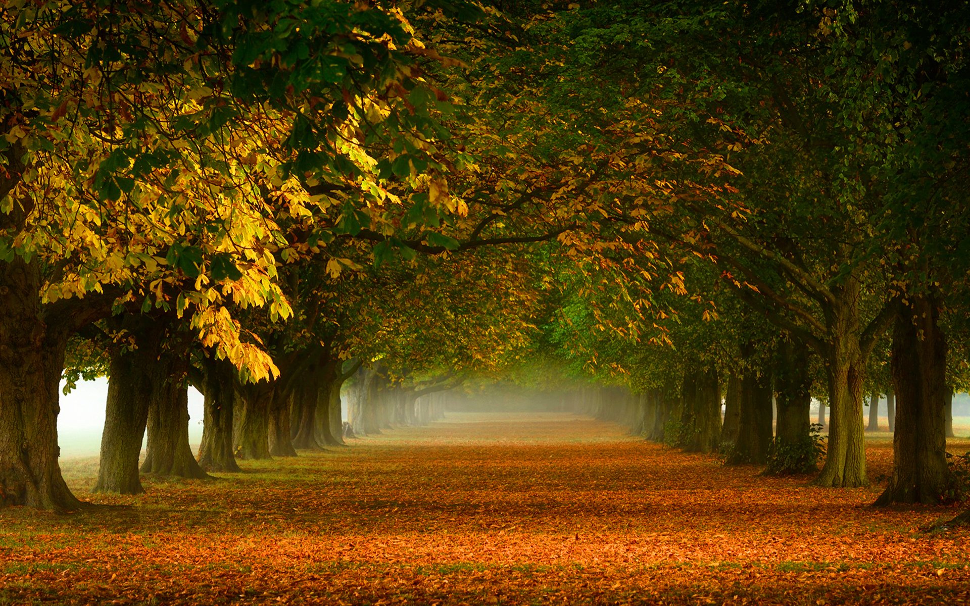 automne or ruelle passerelle arbres feuillage jaune orange nature brouillard