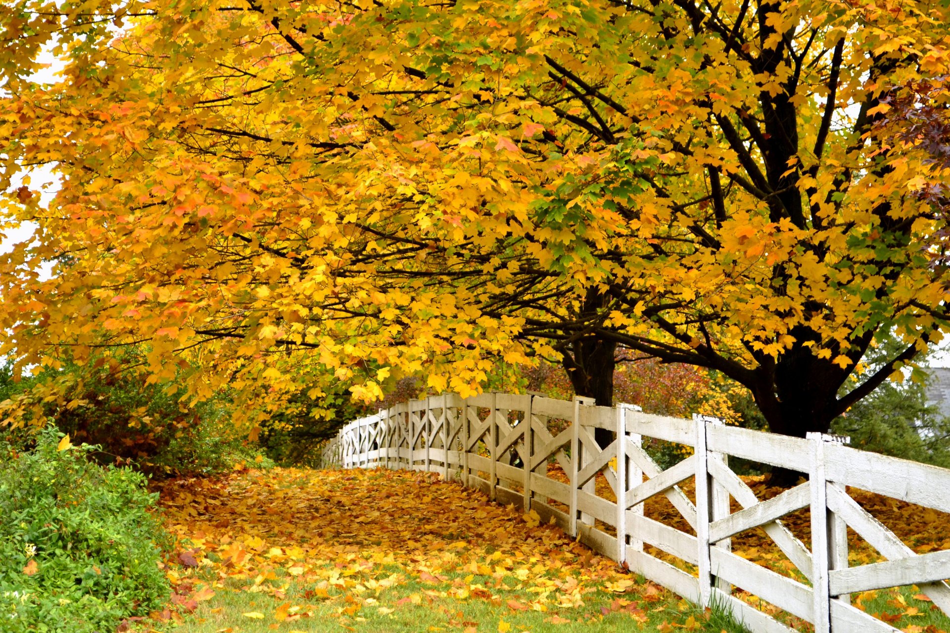 nature forest park trees leaves colorful road autumn fall colors walk