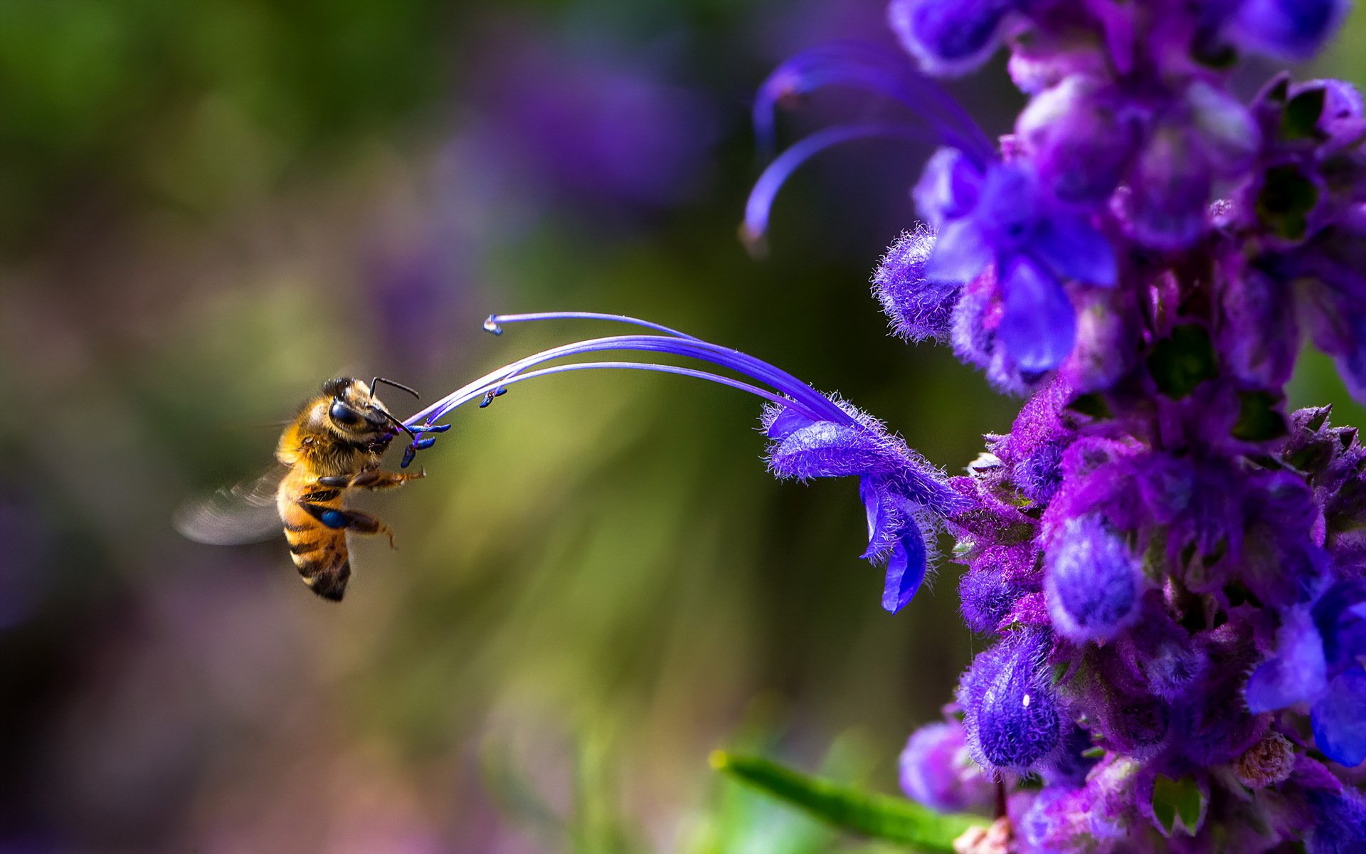 abeille fleur nature