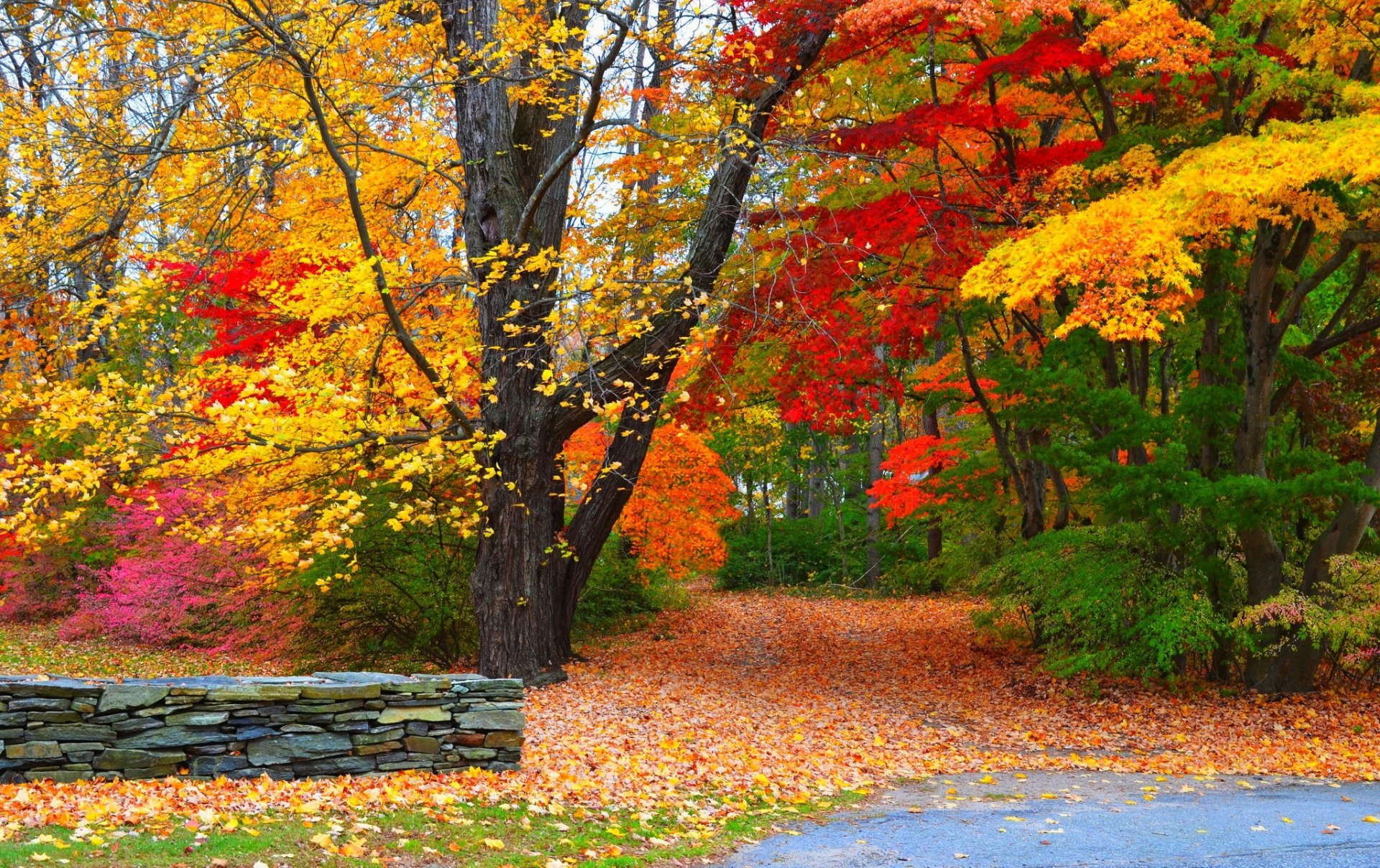 nature forest park trees leaves colorful road autumn fall colors walk