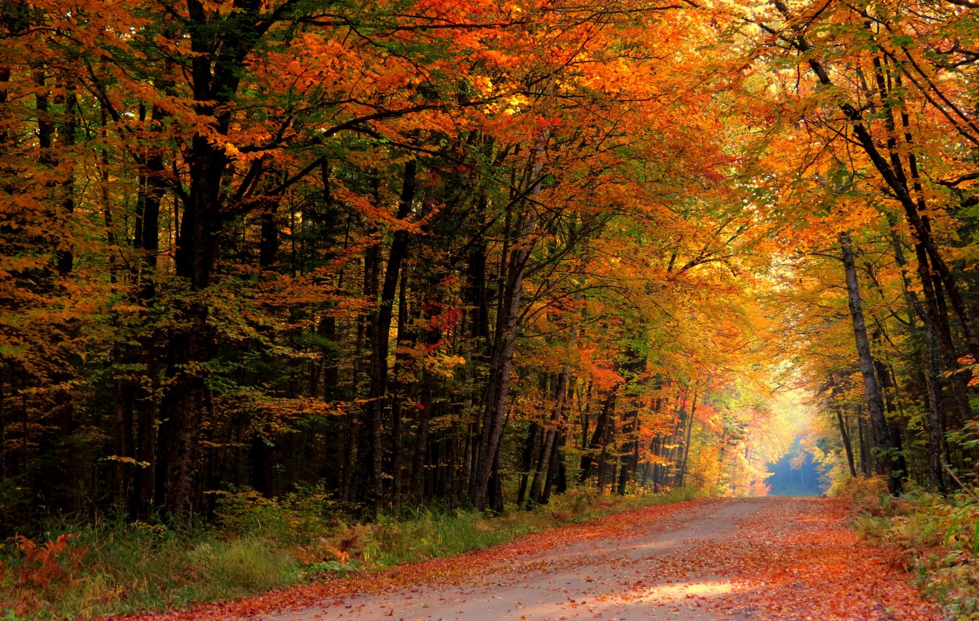 nature forest park trees leaves colorful road autumn fall colors walk