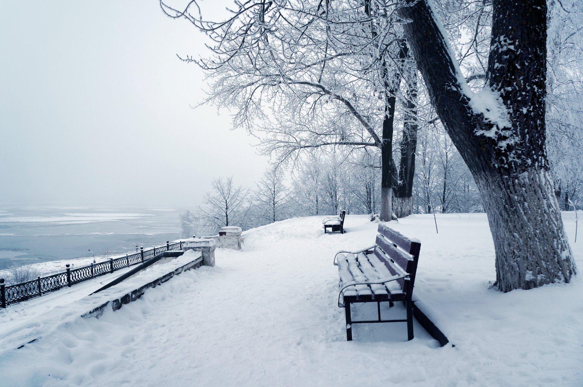 hiver nature neige arbre hiver arbres parc