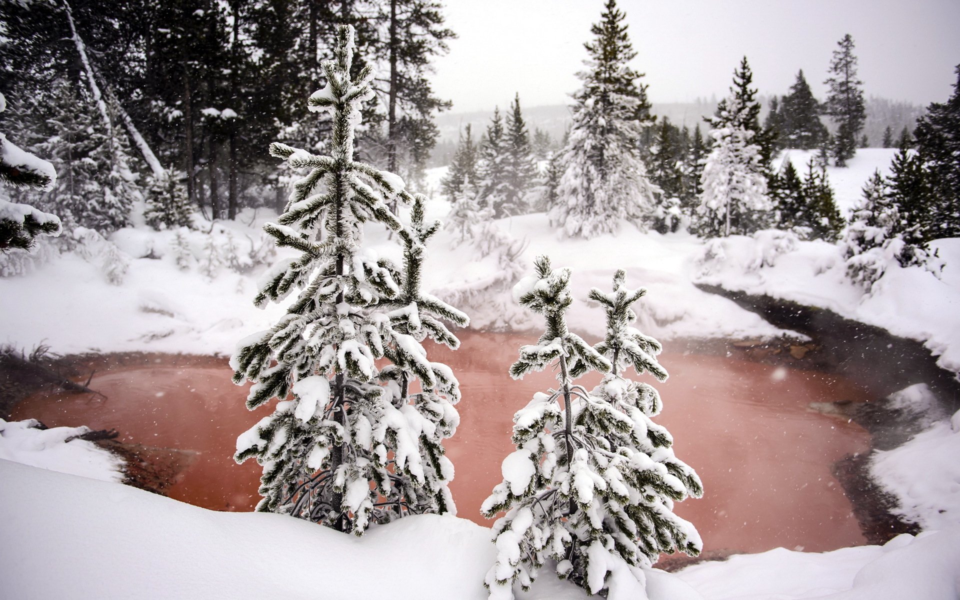 invierno bosque nieve naturaleza