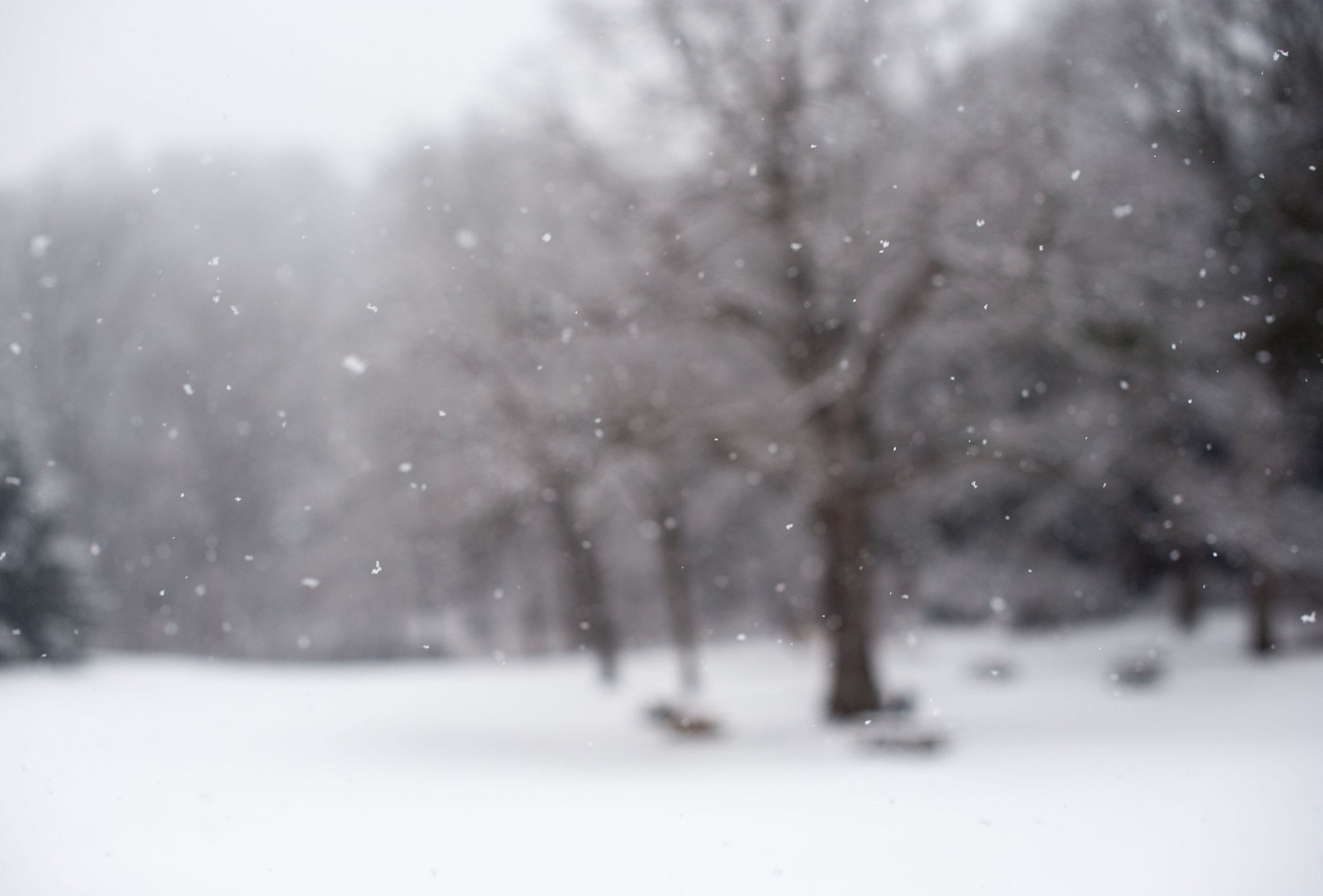 mise au point neige hiver flocons de neige nature