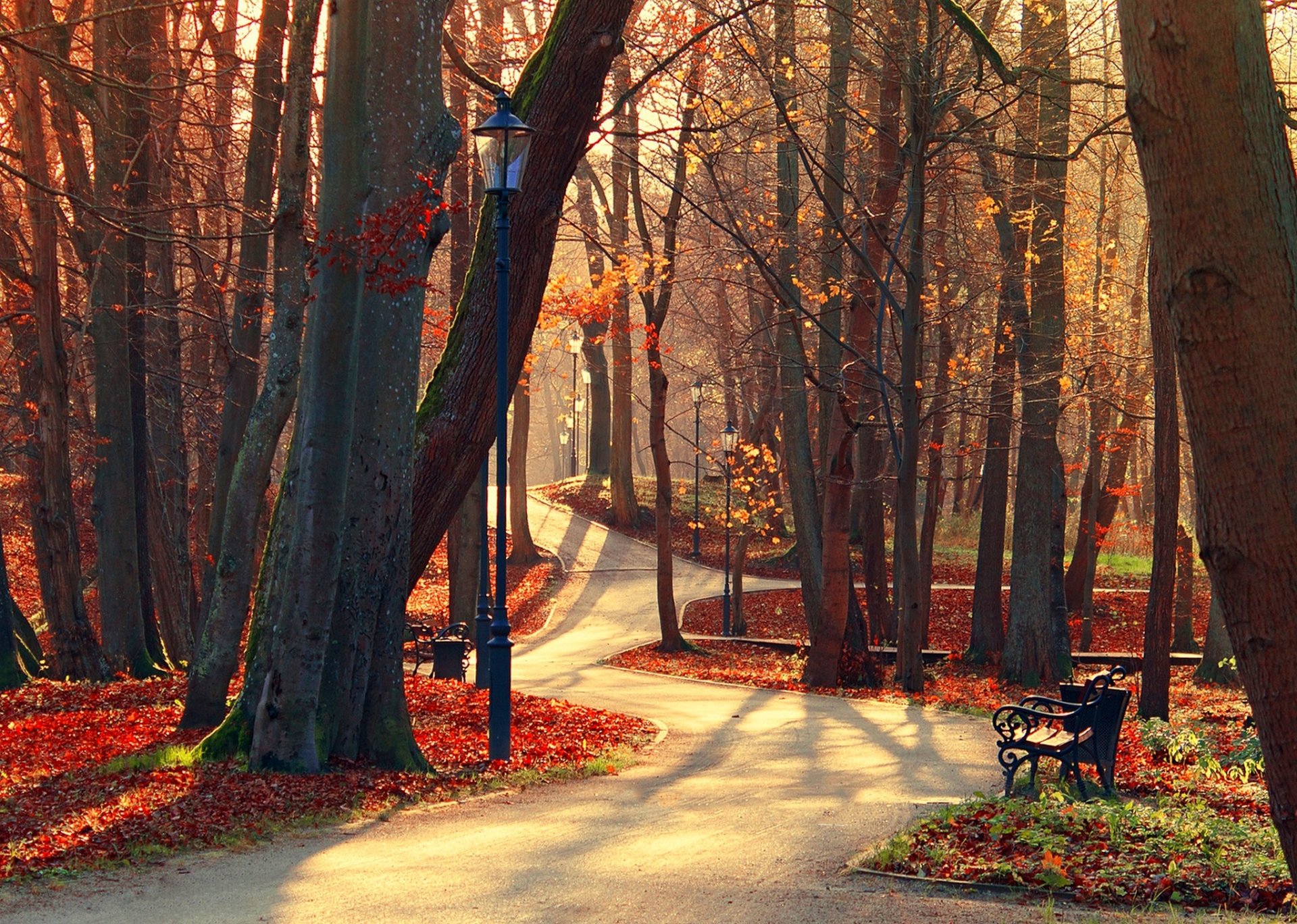 feuilles parc ruelle arbres forêt automne marche hdr nature stand vue chute banc vue