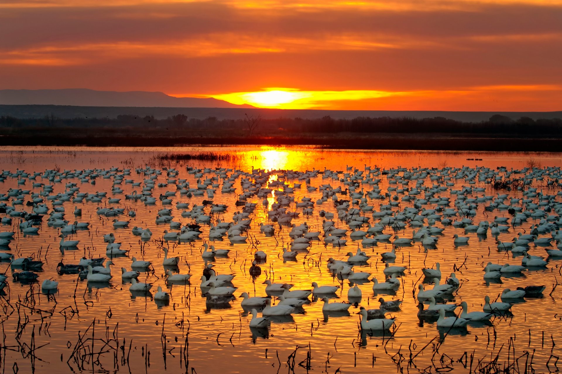 gansos de oro río puesta de sol gansos