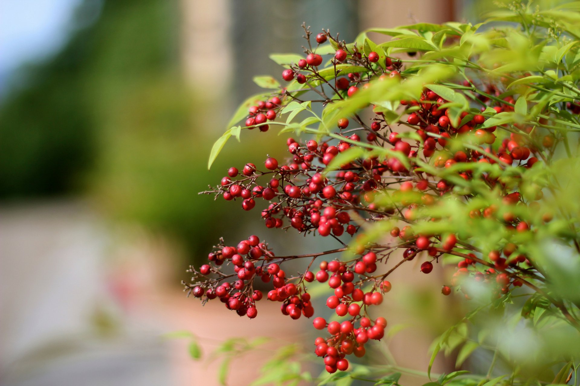 baies rouges branche bokeh