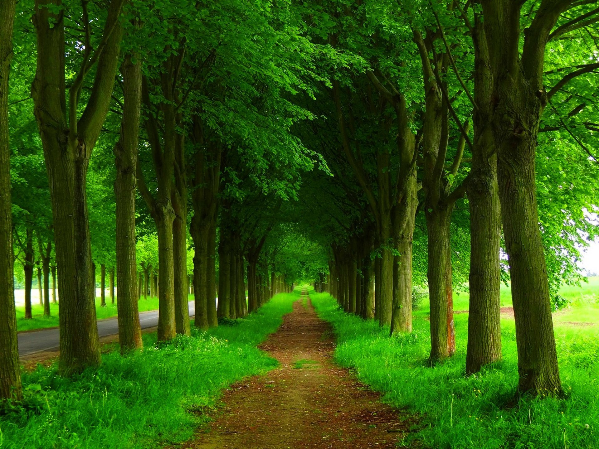 natur frühling wald park bäume straße zu fuß frühling