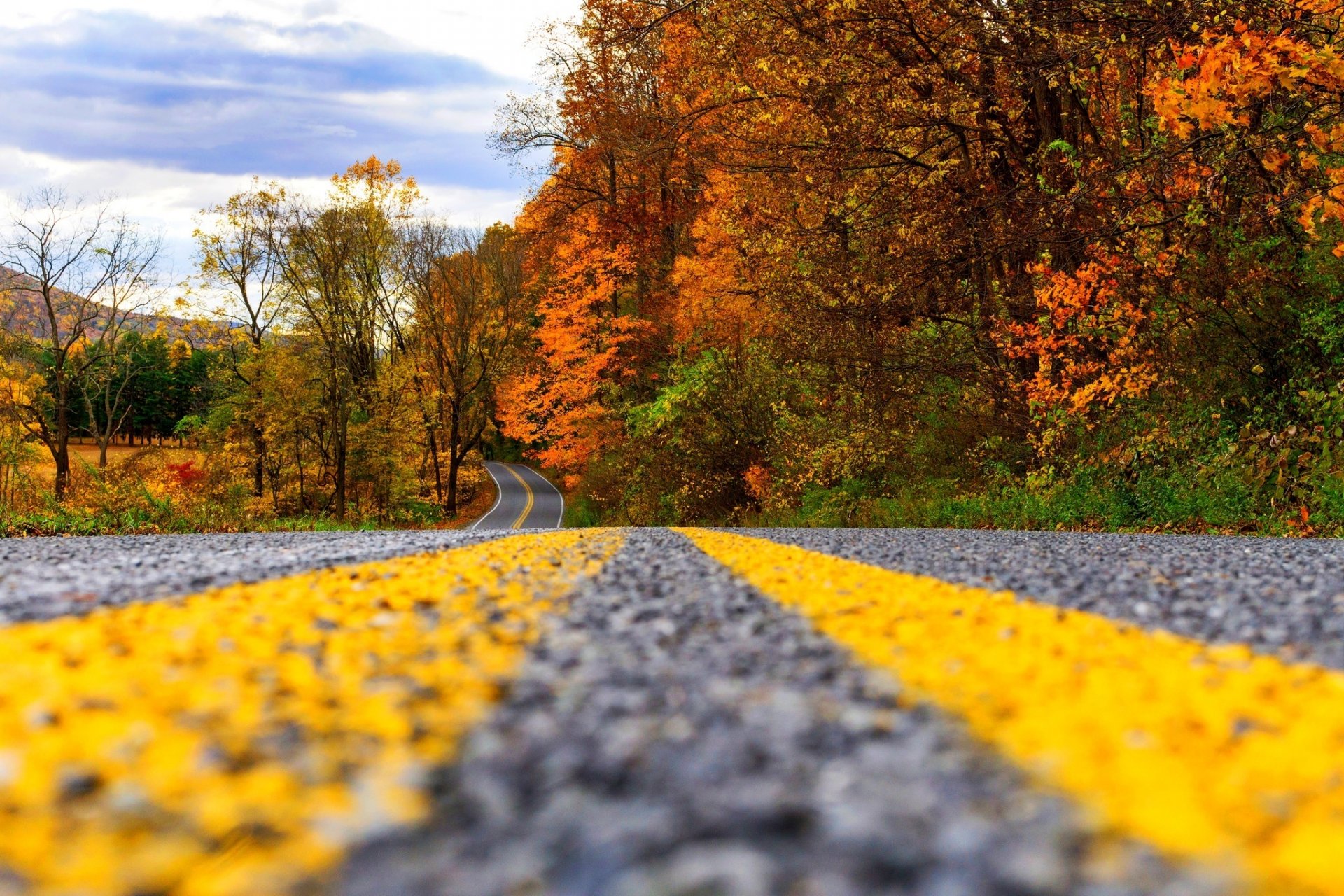 natura foresta parco alberi foglie colorato strada autunno caduta colori passeggiata