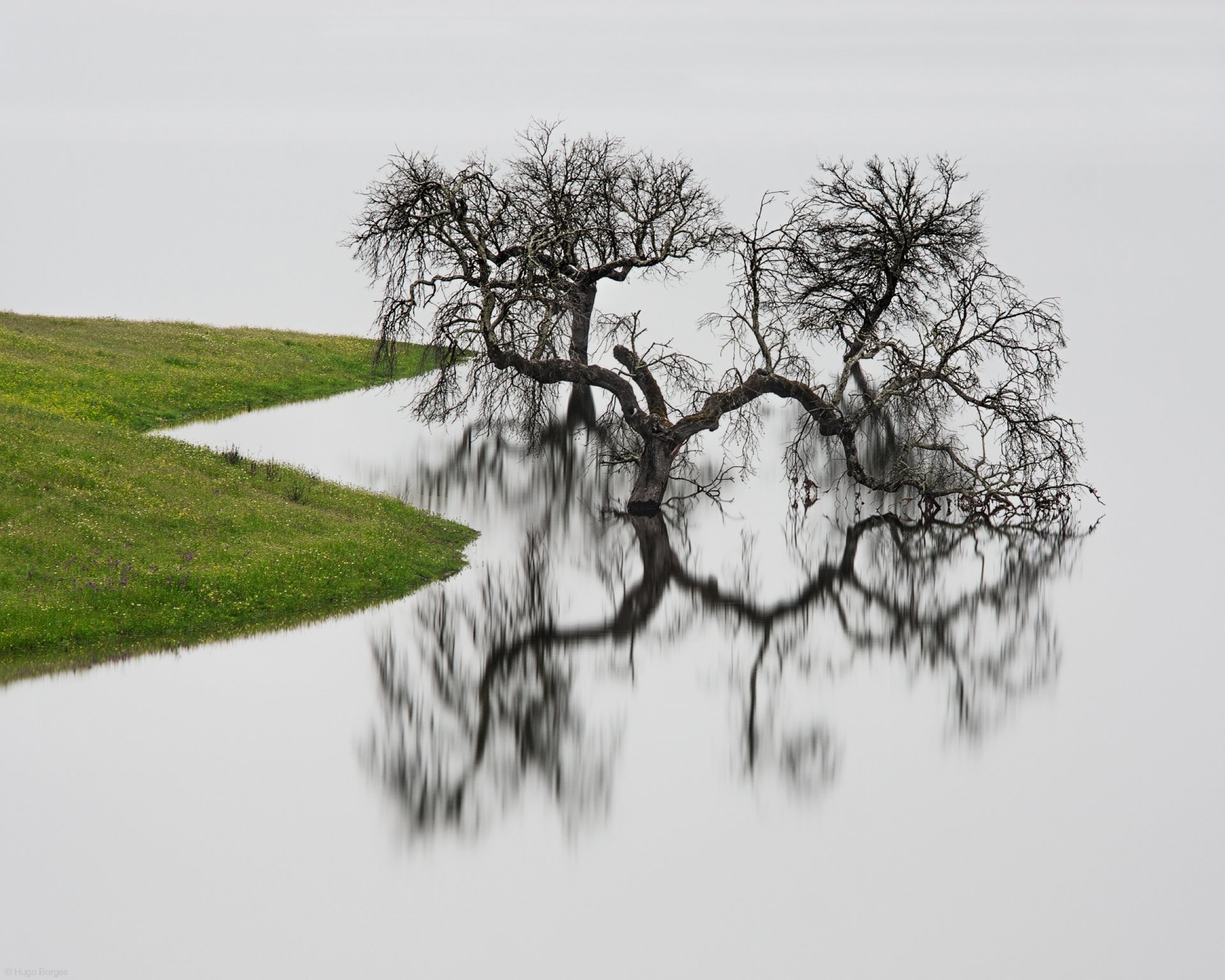 baum wasser reflexion ufer