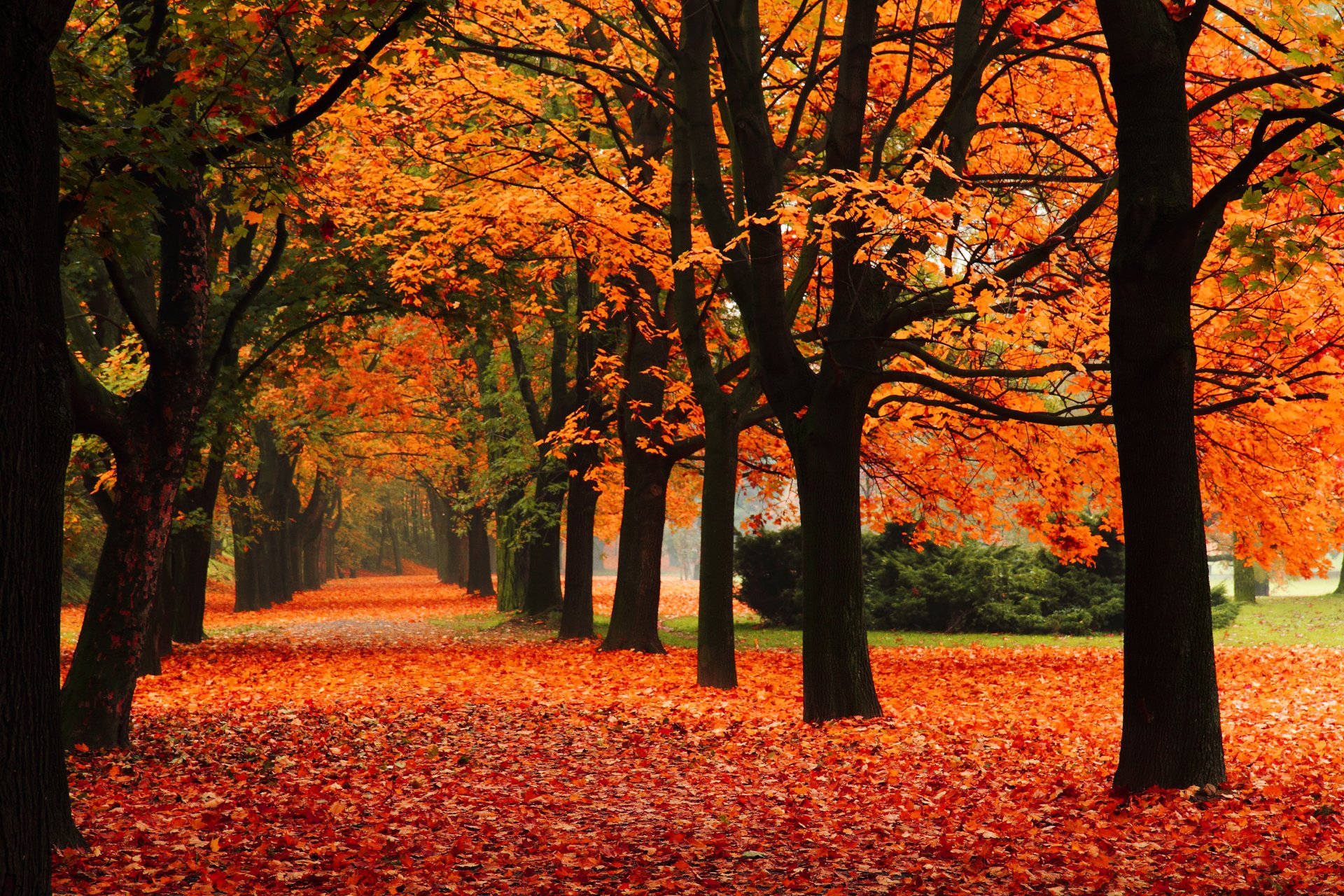 naturaleza parque alea árboles otoño caída de hojas hojas parque de la naturaleza callejón caída