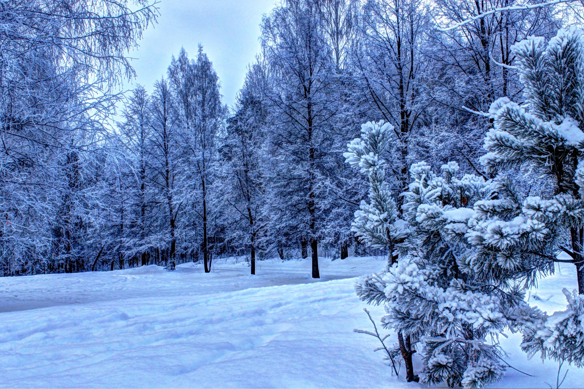 zima las świerk śnieg