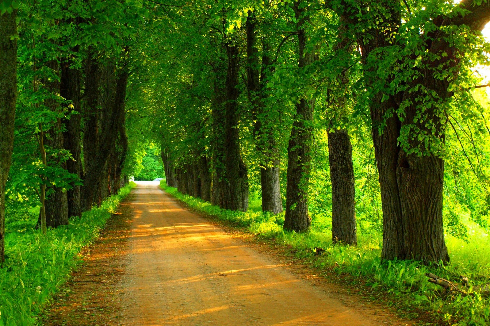 natur frühling wald park bäume straße zu fuß frühling