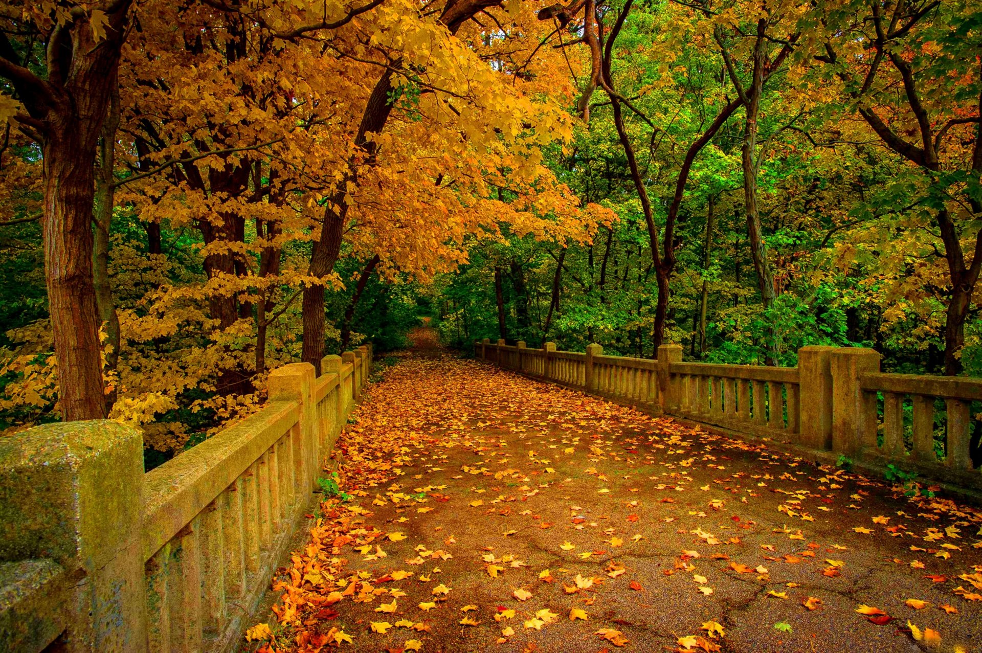 natur fluss wald park bäume blätter bunt herbst herbst farben zu fuß berge