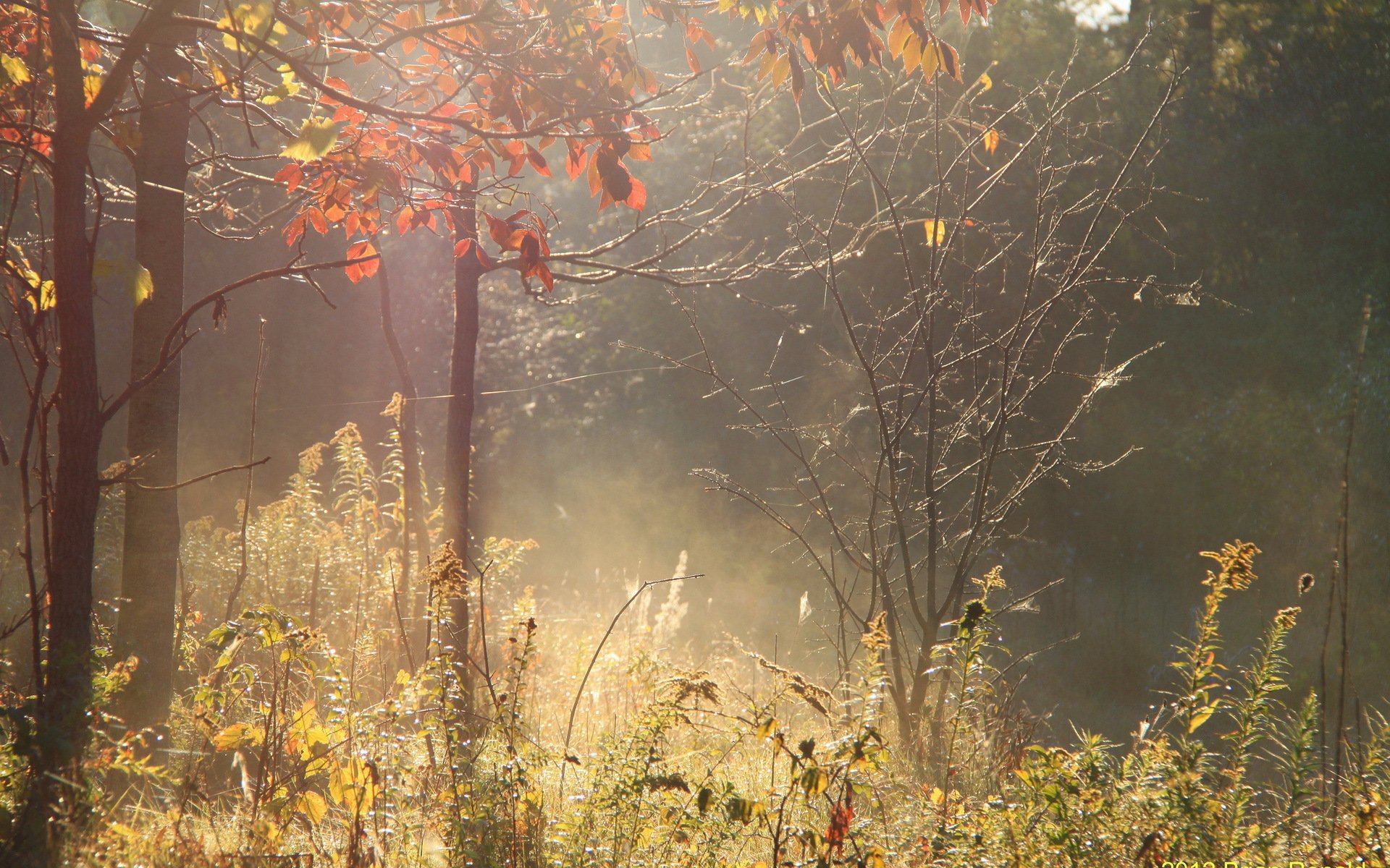 forest autumn light nature