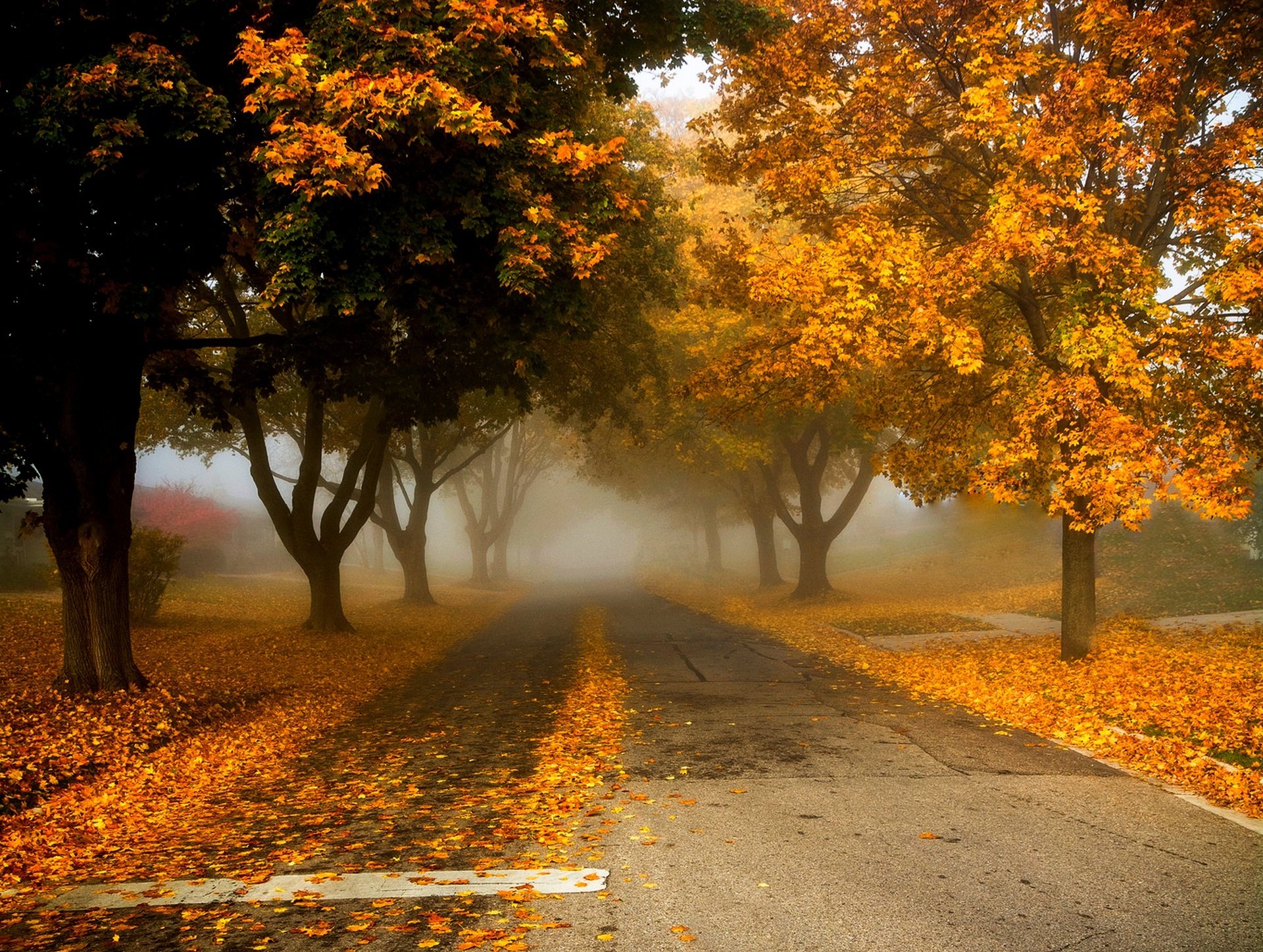 natura alberi foglie colorato strada autunno caduta colori passeggiata