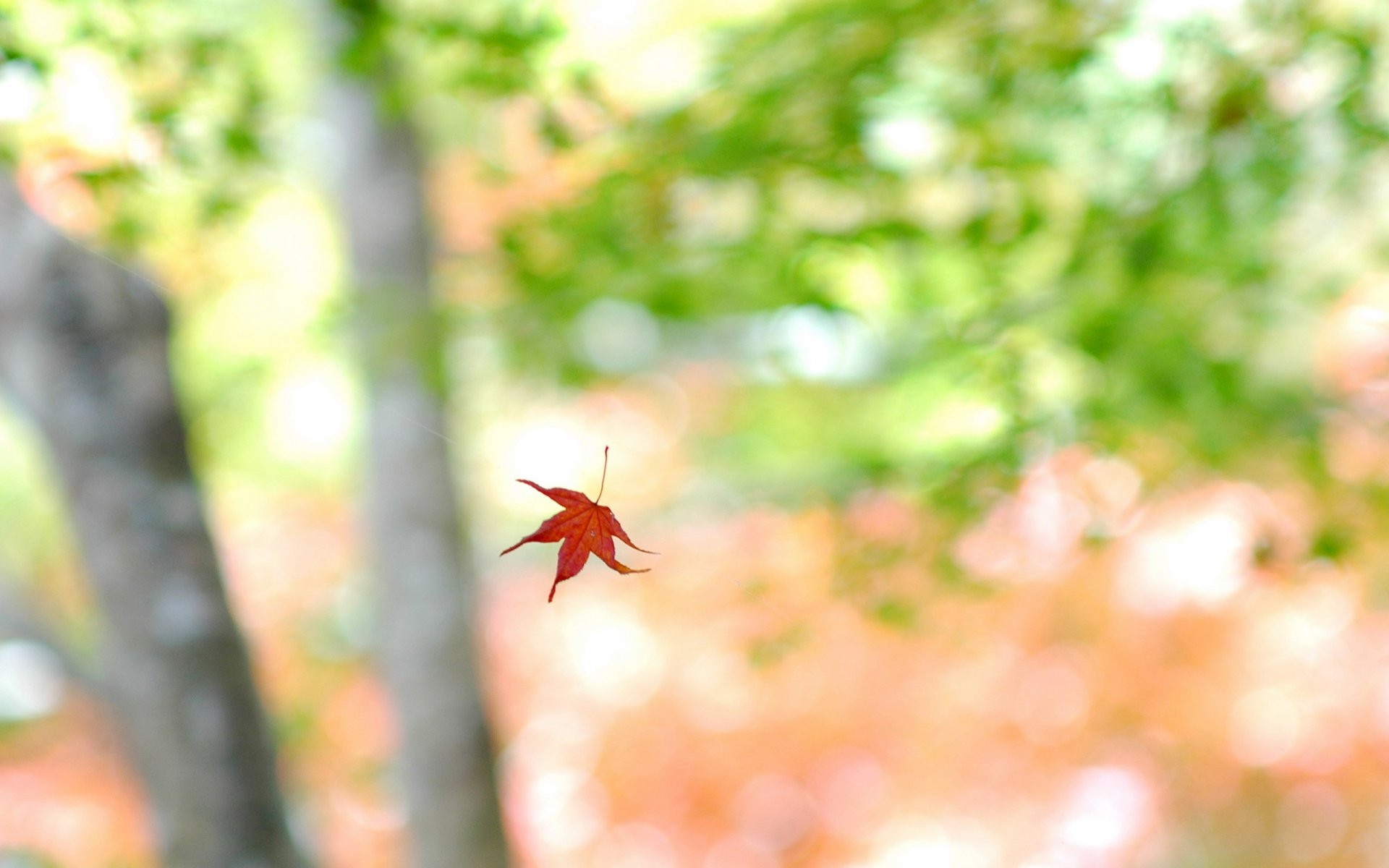 blatt licht hintergrund natur