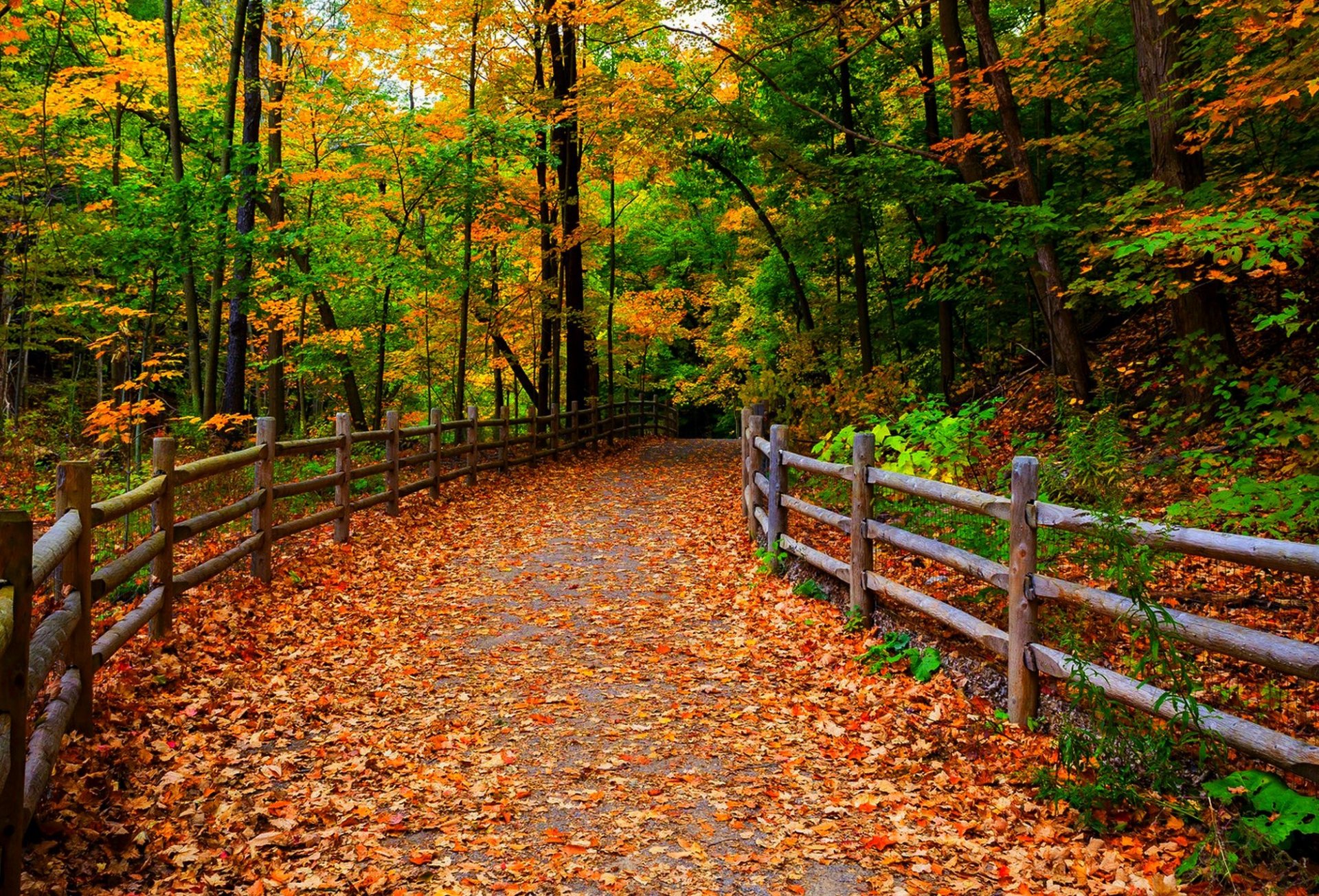 natura foresta parco alberi foglie colorato strada autunno caduta colori passeggiata