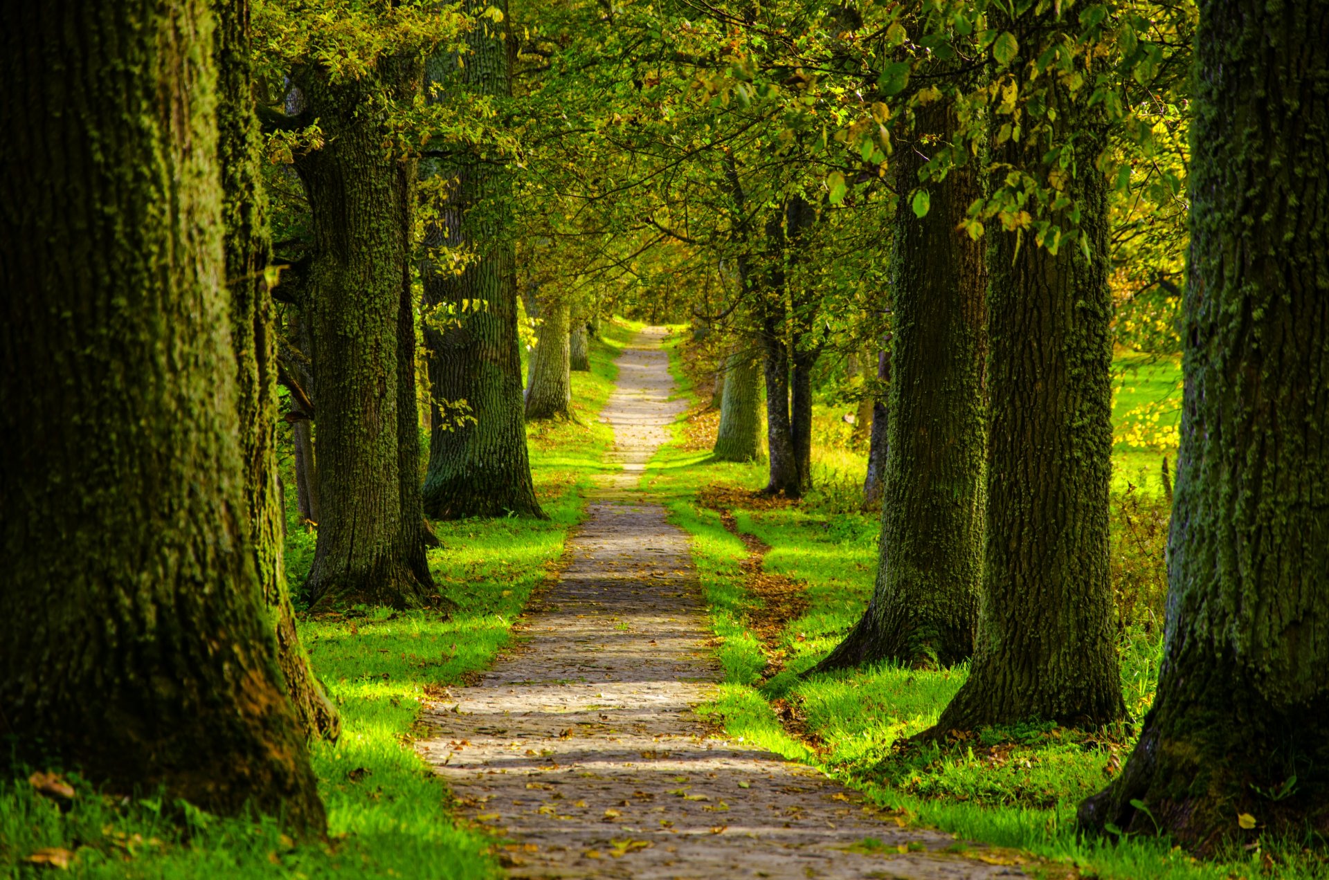 nature printemps forêt parc arbres route promenade printemps