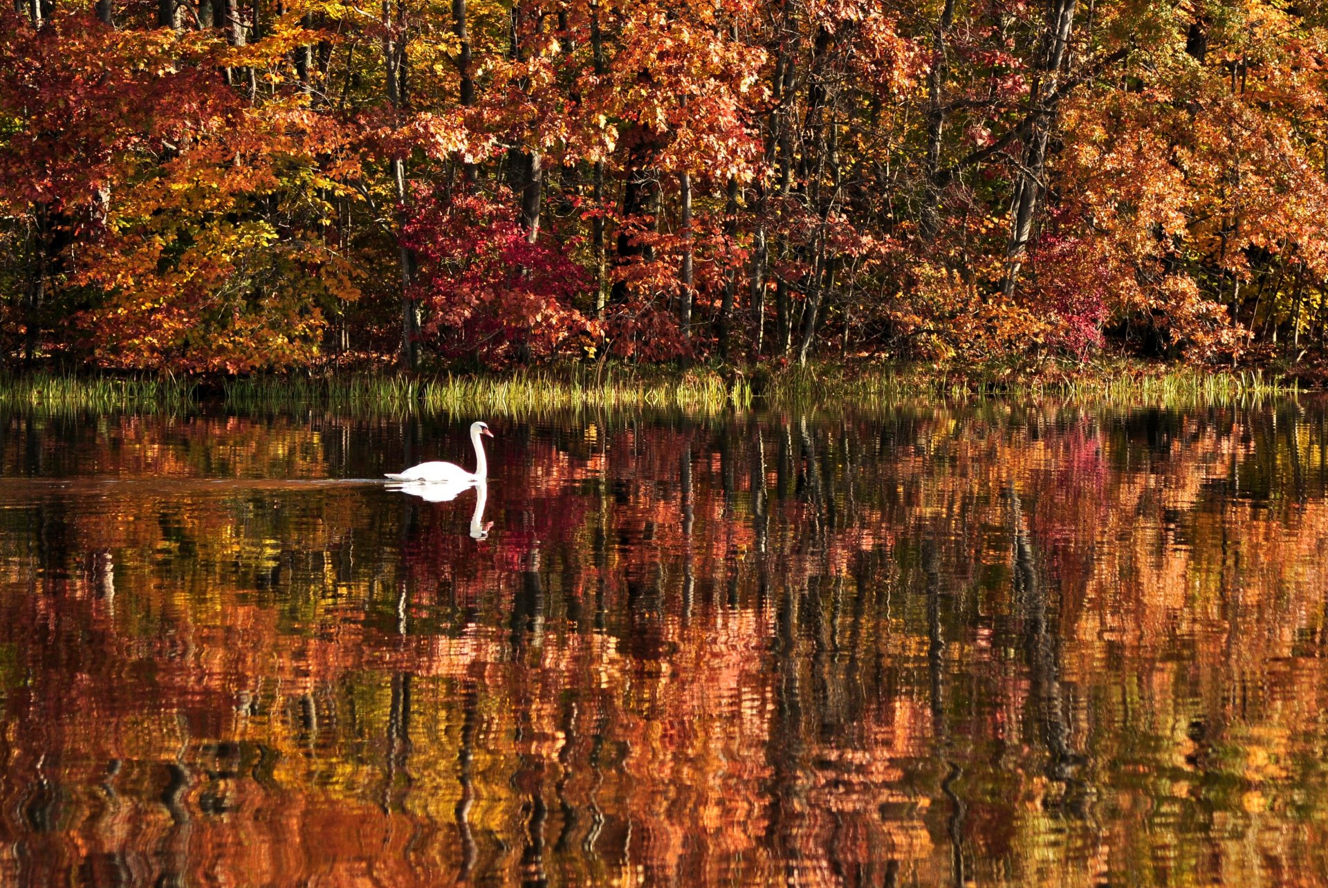 natura krajobraz las jesień drzewa woda jezioro