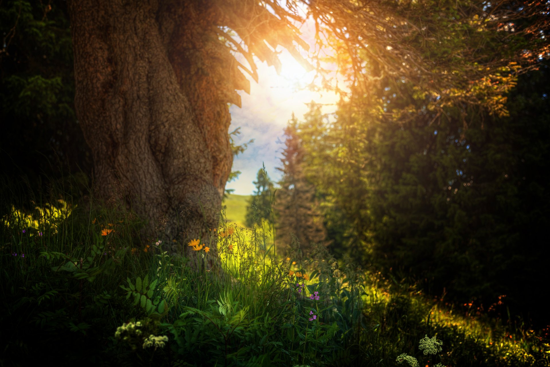 estate albero erba fiori lavorazione