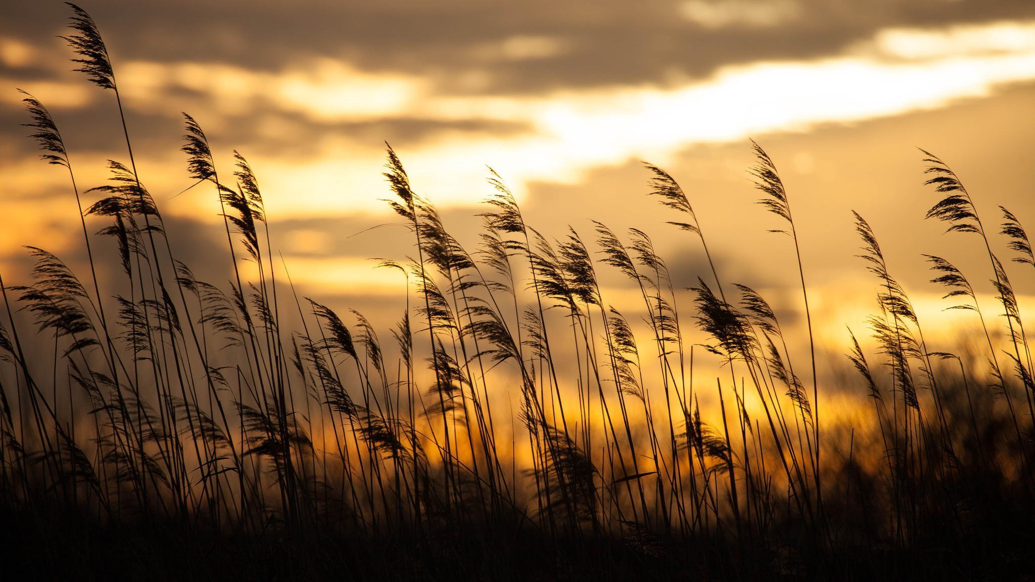 sonnenaufgang gras bokeh