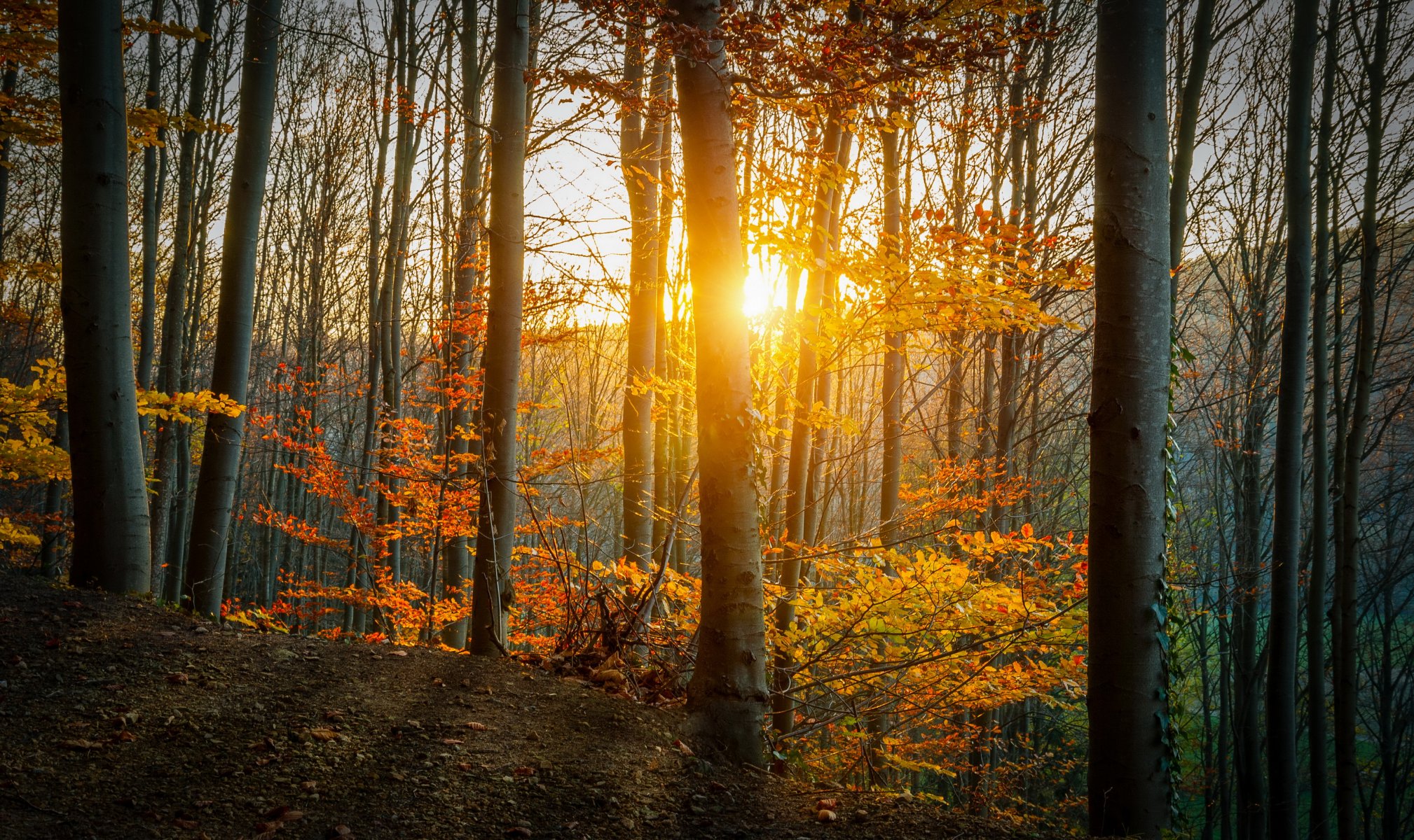 wald bäume herbst blätter gelb sonnenstrahlen