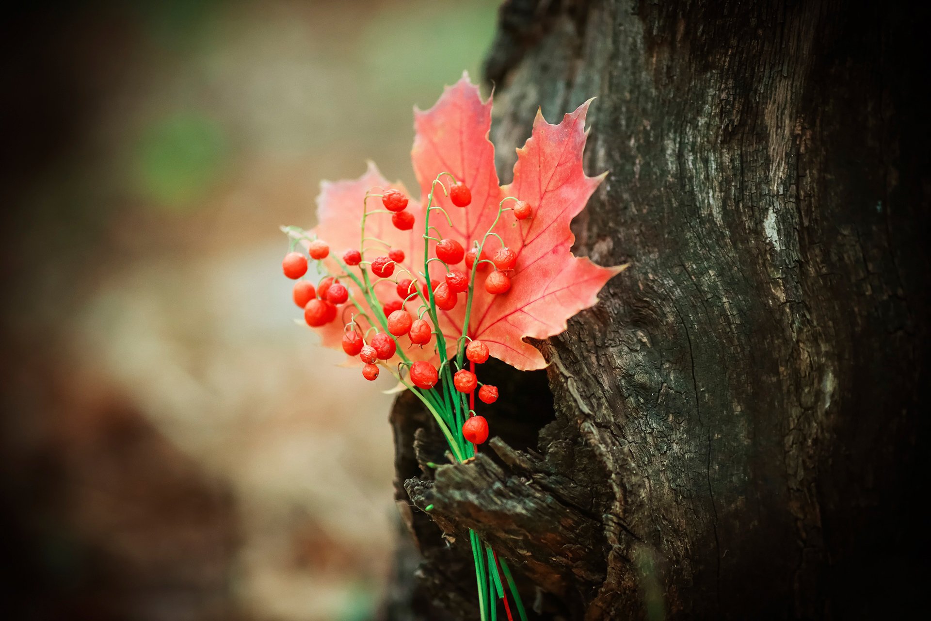 automne feuille baies