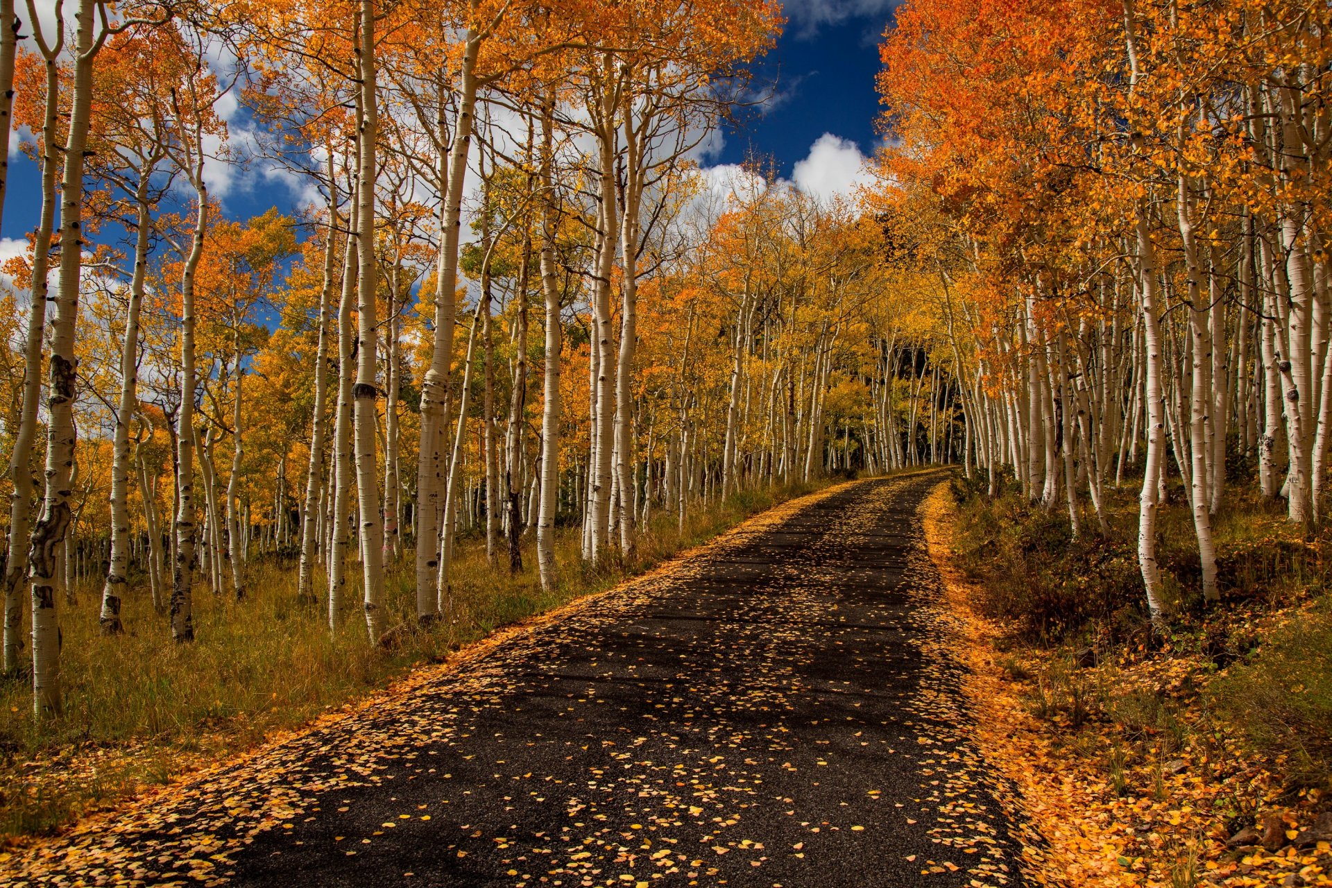 natur wald park bäume blätter bunt straße herbst herbst farben zu fuß