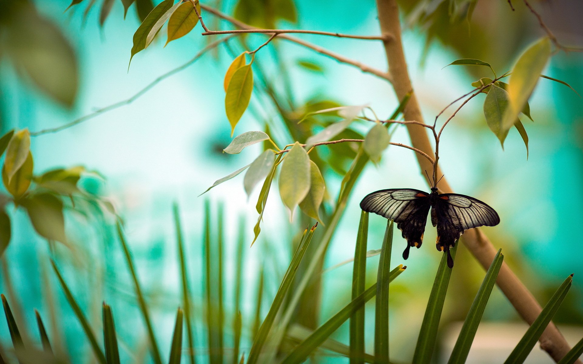 papillon branches nature