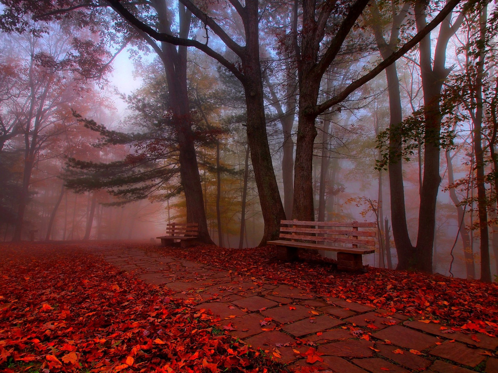 leaves trees park grass road colors autumn walk hdr nature bench tree