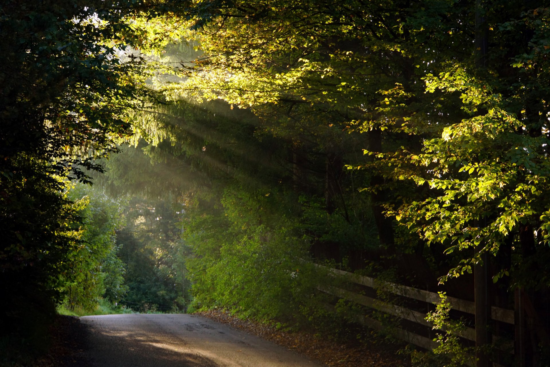 straße weg zaun laub herbst sonnenstrahl sonnenstrahlen