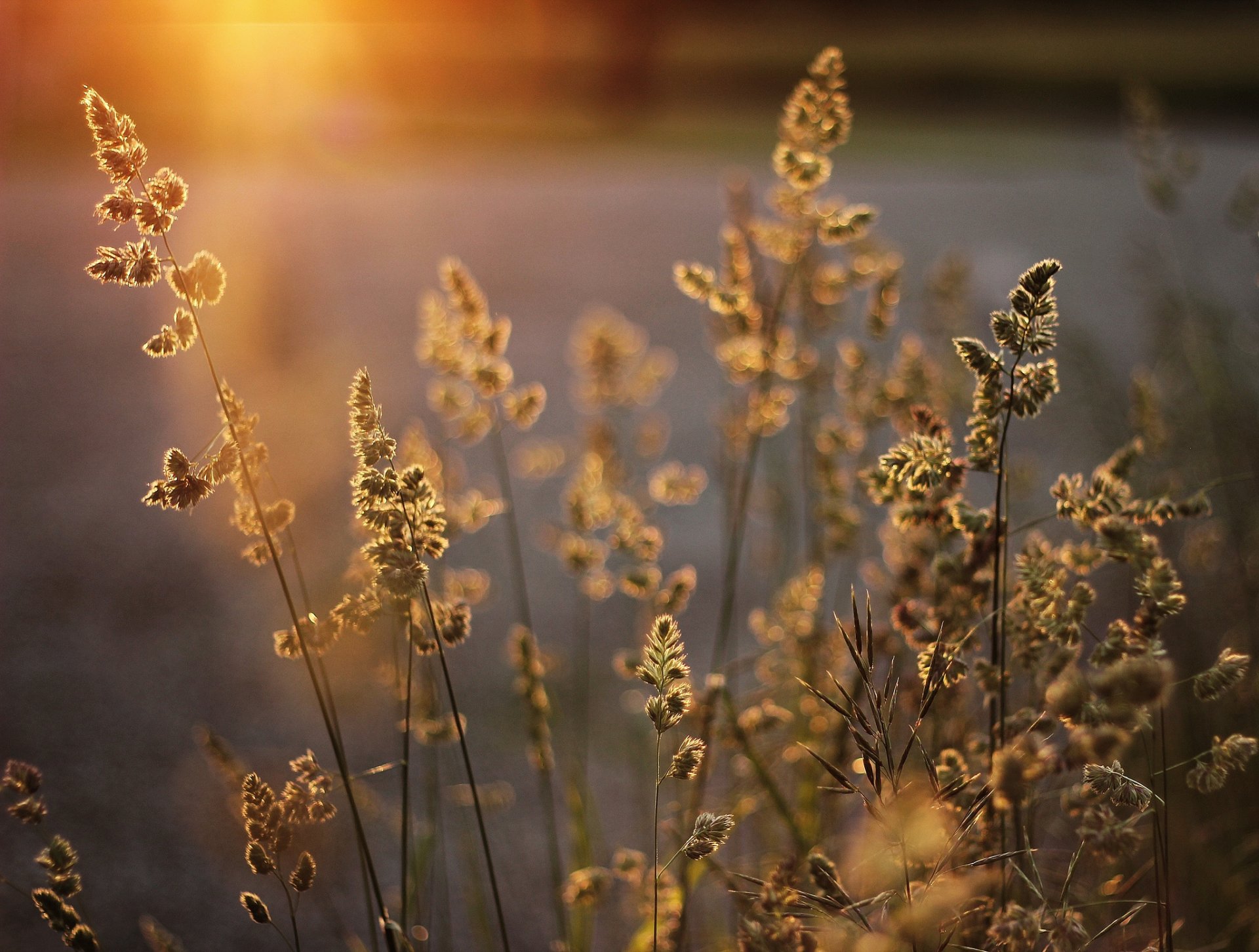 plantas hierba espiguillas panículas luz soleado