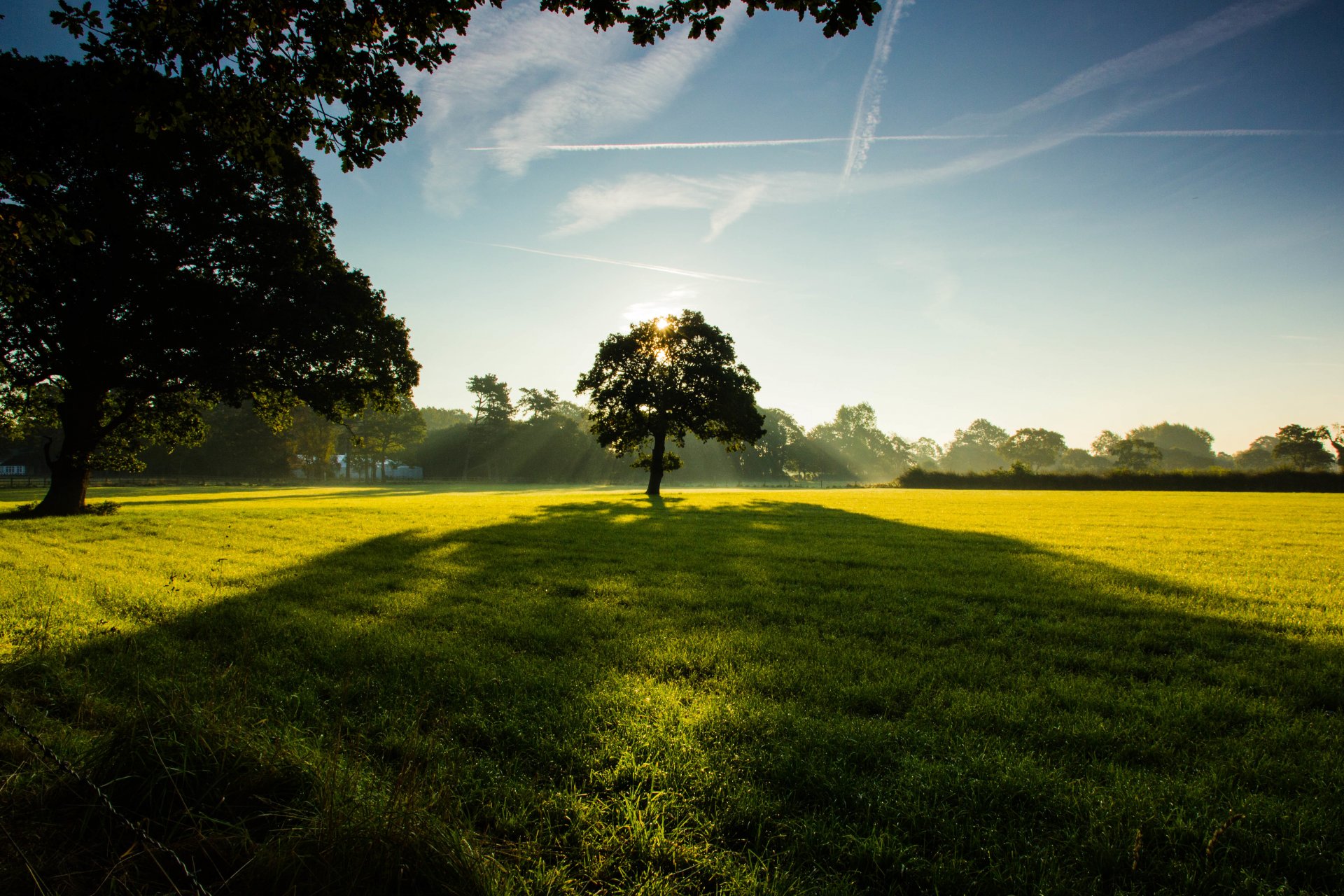 tree park the field lawn grass green sky cloud