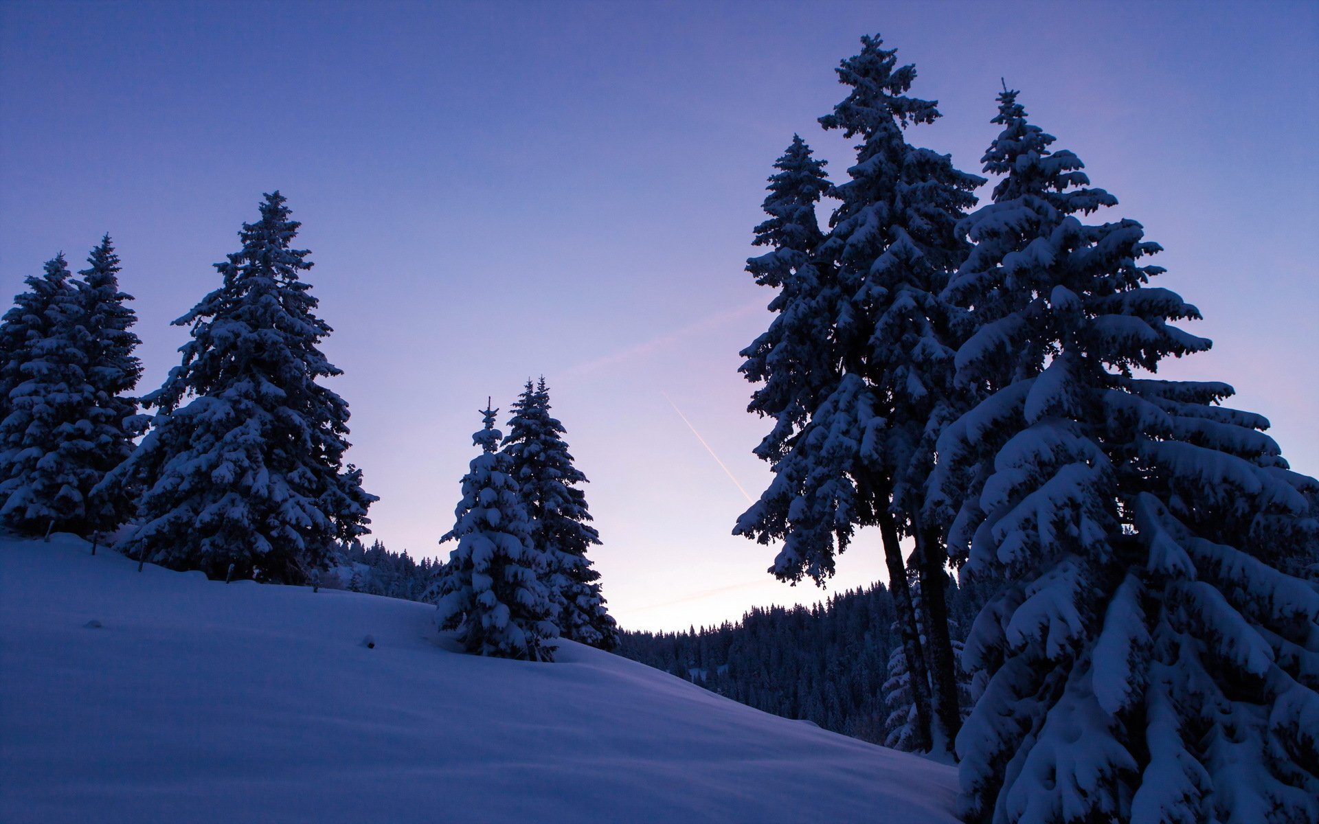 winter bäume nacht